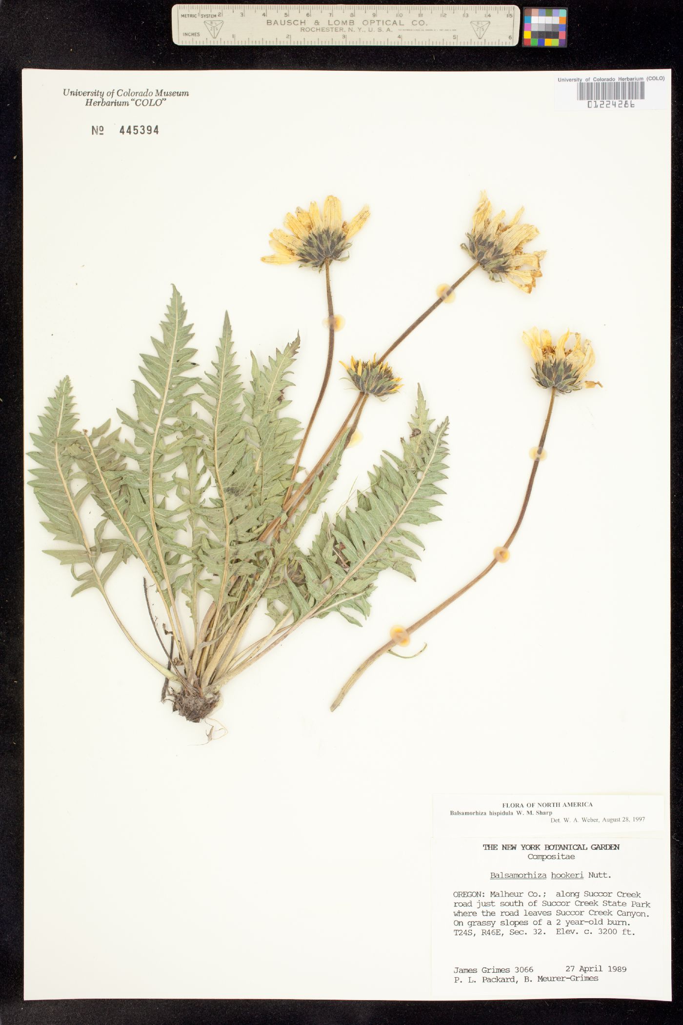 Balsamorhiza hispidula image