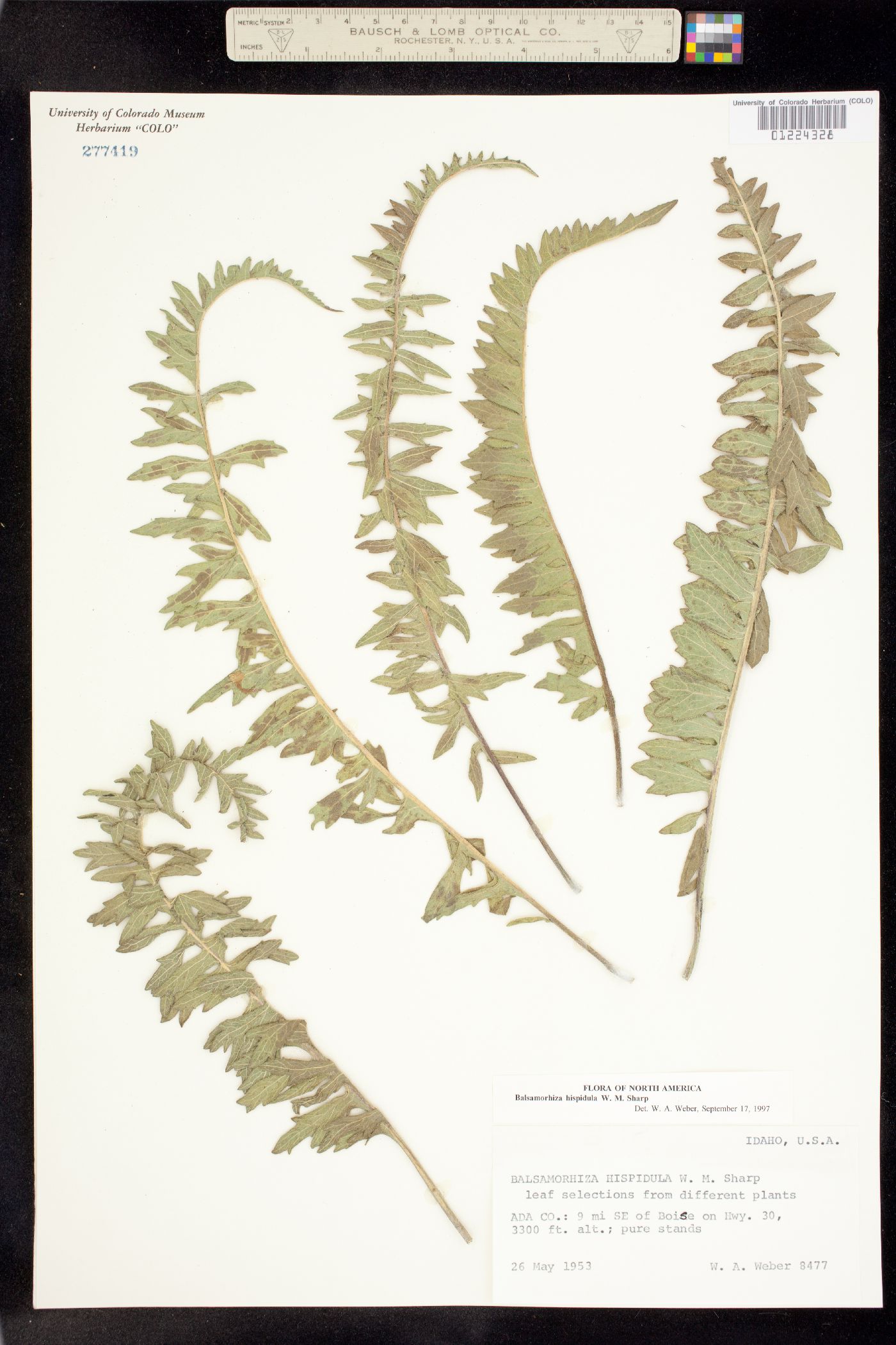 Balsamorhiza hispidula image