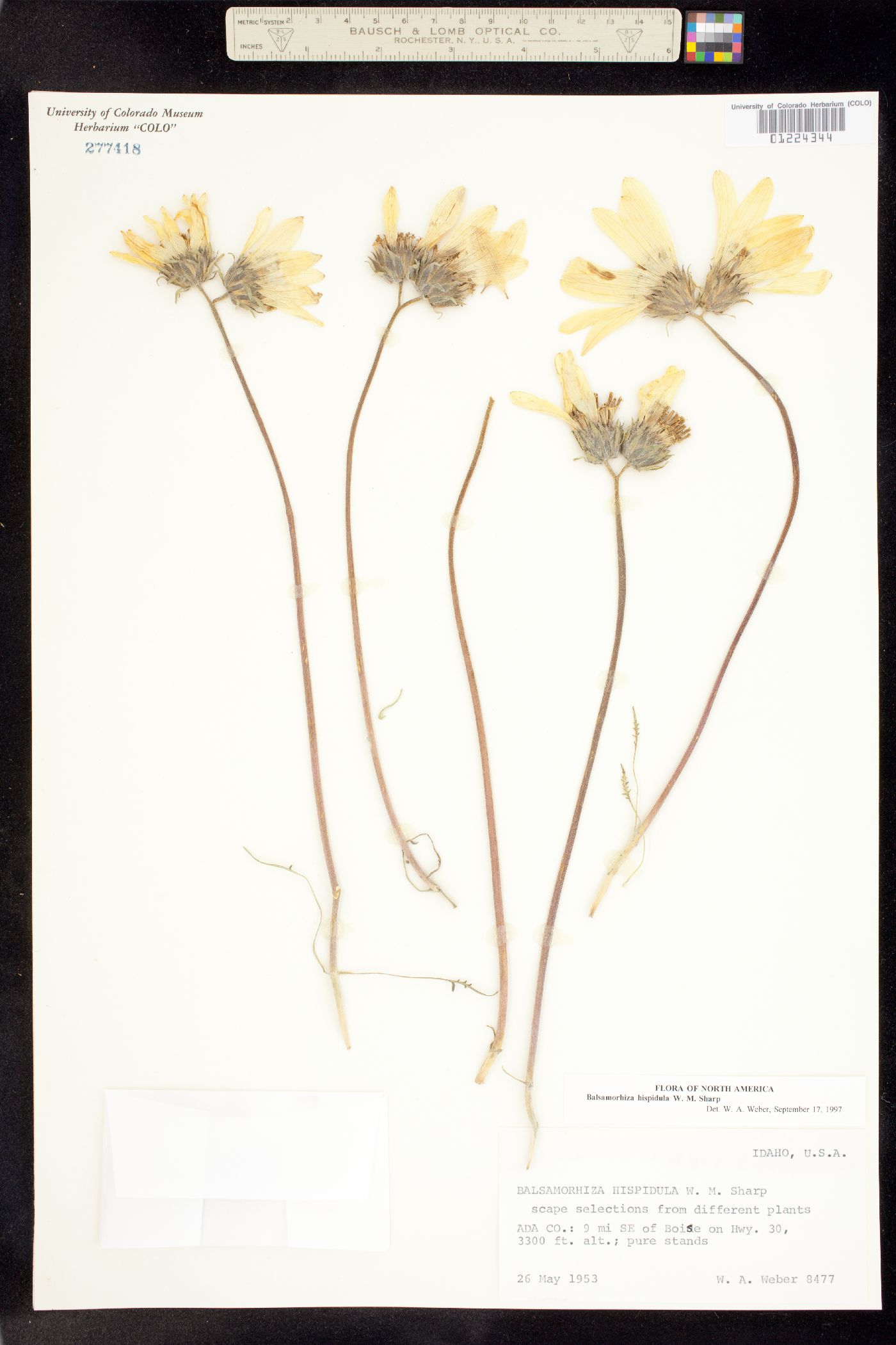 Balsamorhiza hispidula image