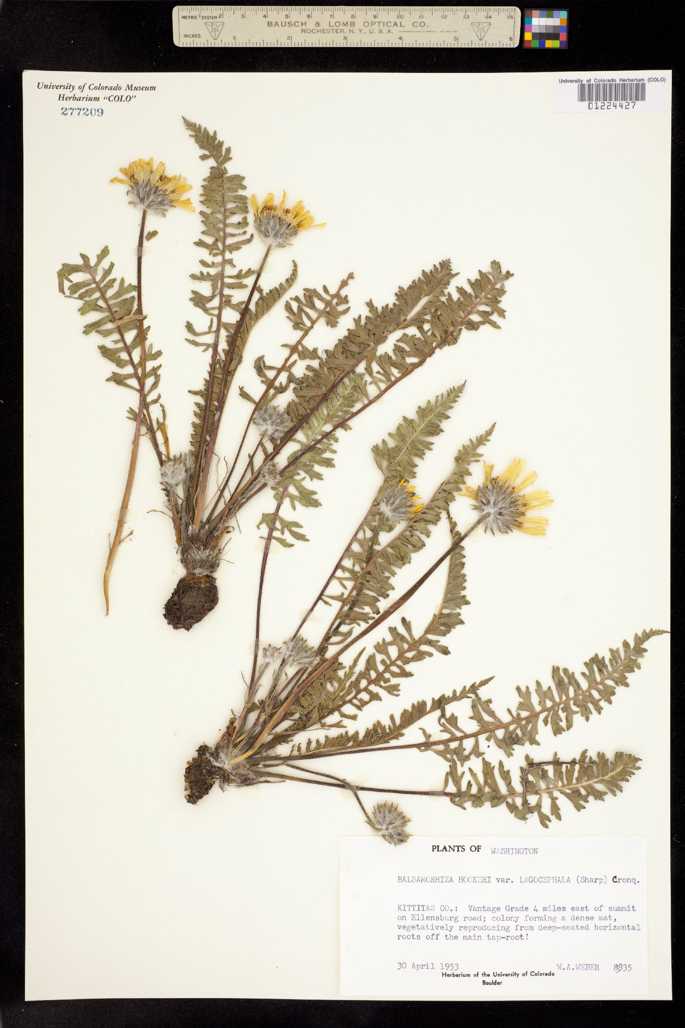 Balsamorhiza hookeri image