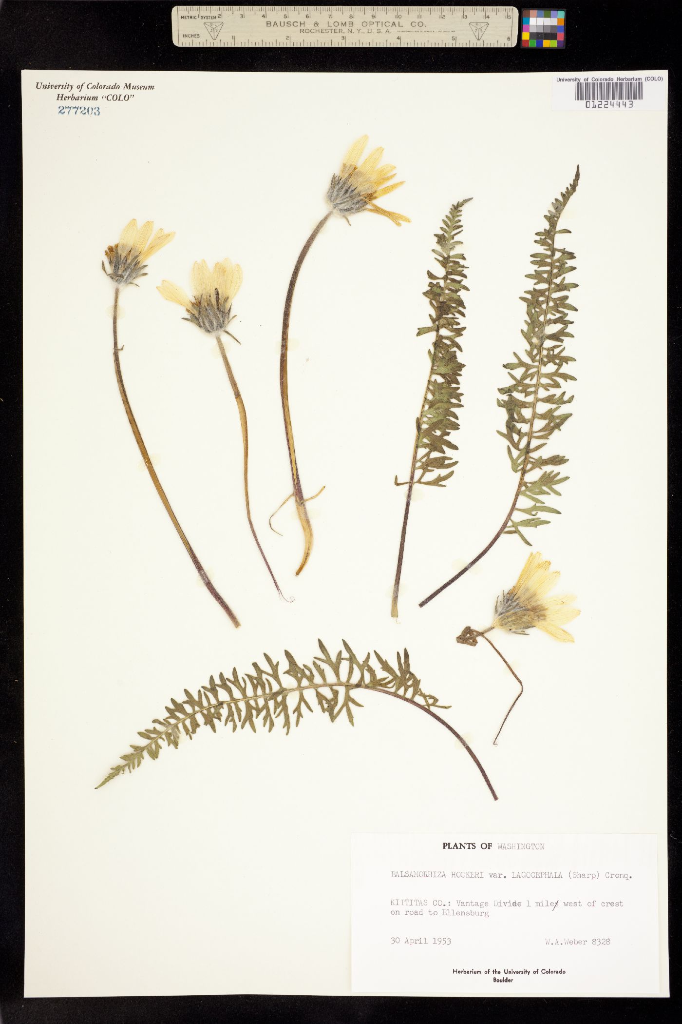 Balsamorhiza hookeri image