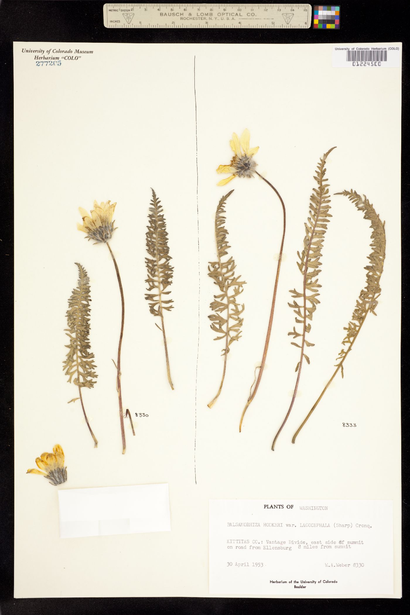 Balsamorhiza hookeri image