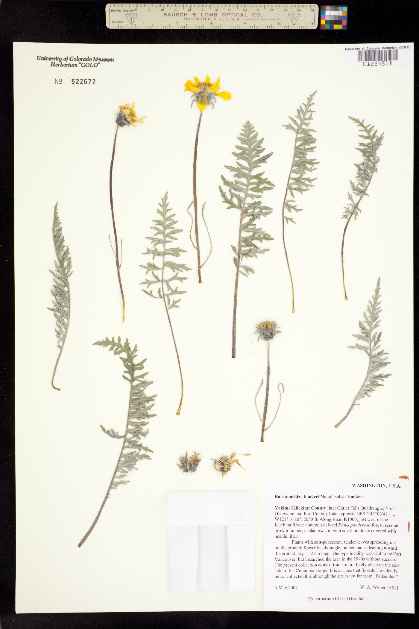 Balsamorhiza hookeri image