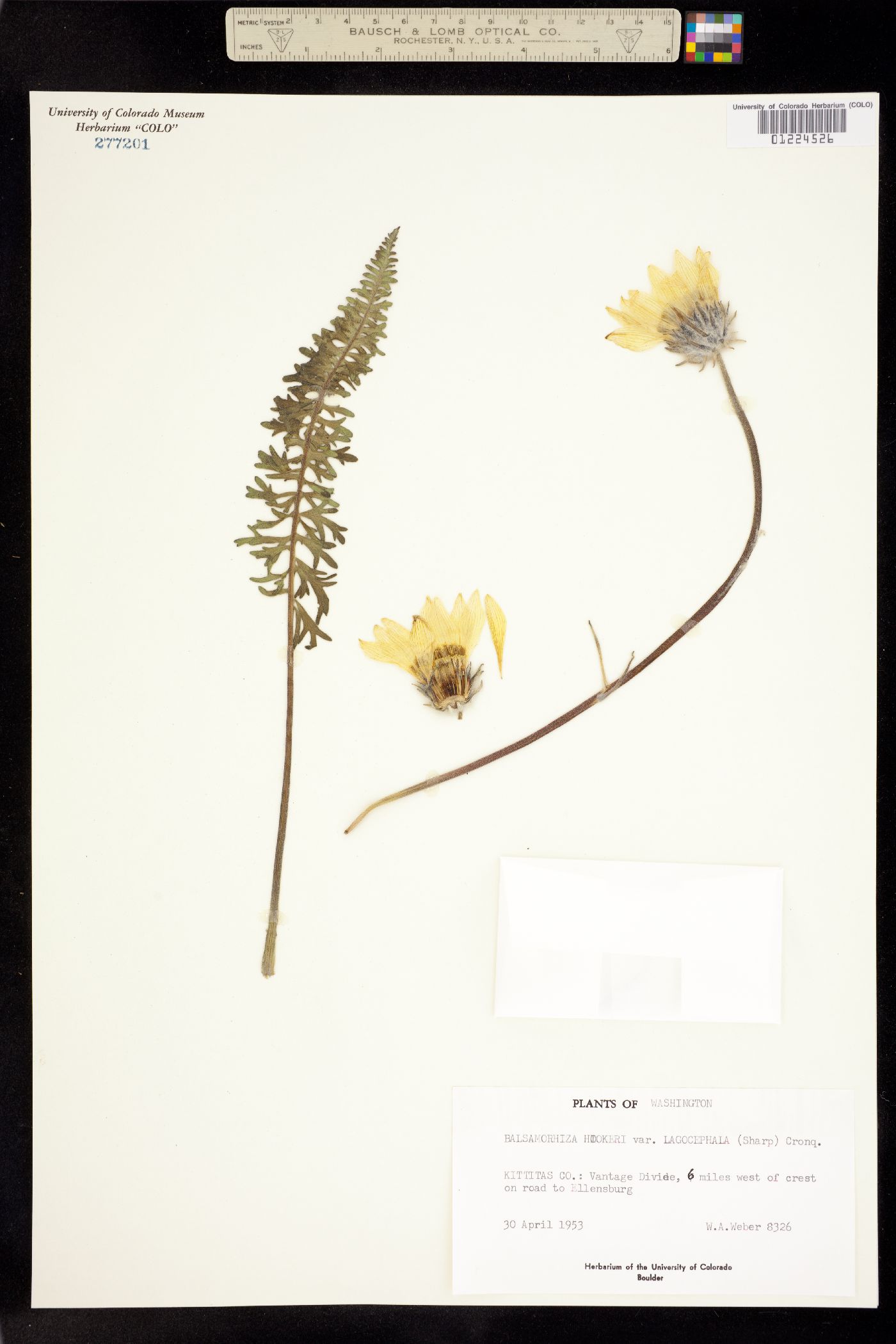 Balsamorhiza hookeri image