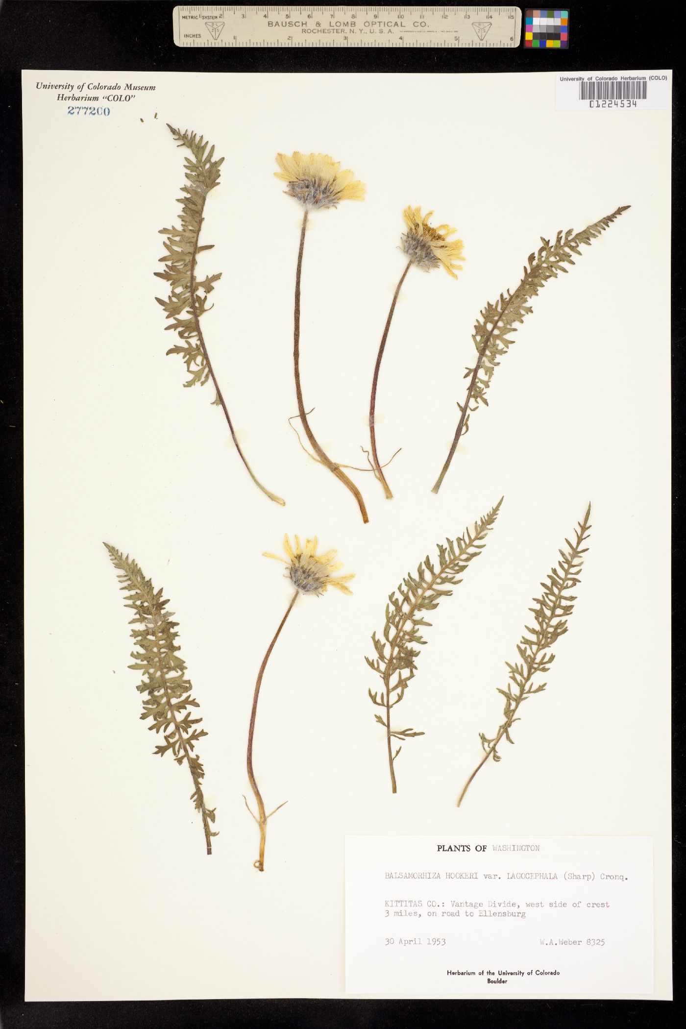 Balsamorhiza hookeri image