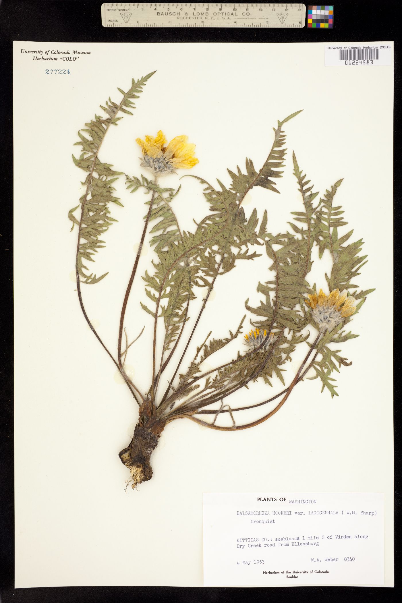 Balsamorhiza hookeri image