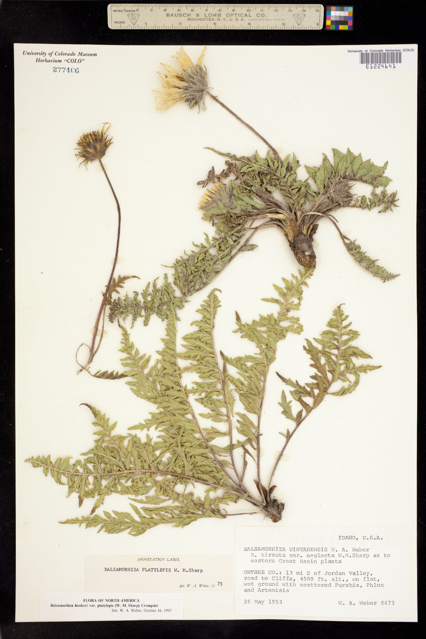 Balsamorhiza hookeri image