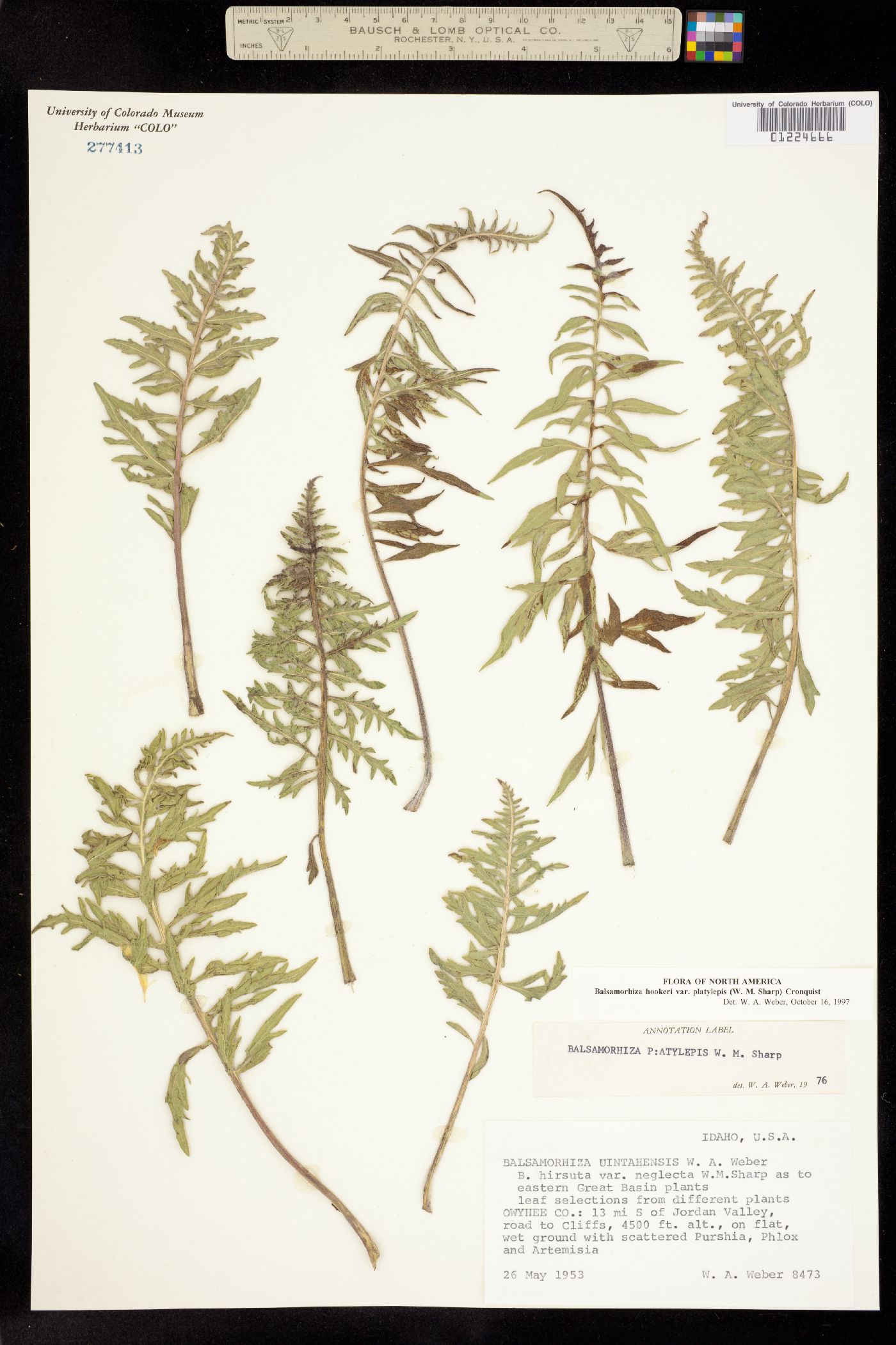 Balsamorhiza hookeri image