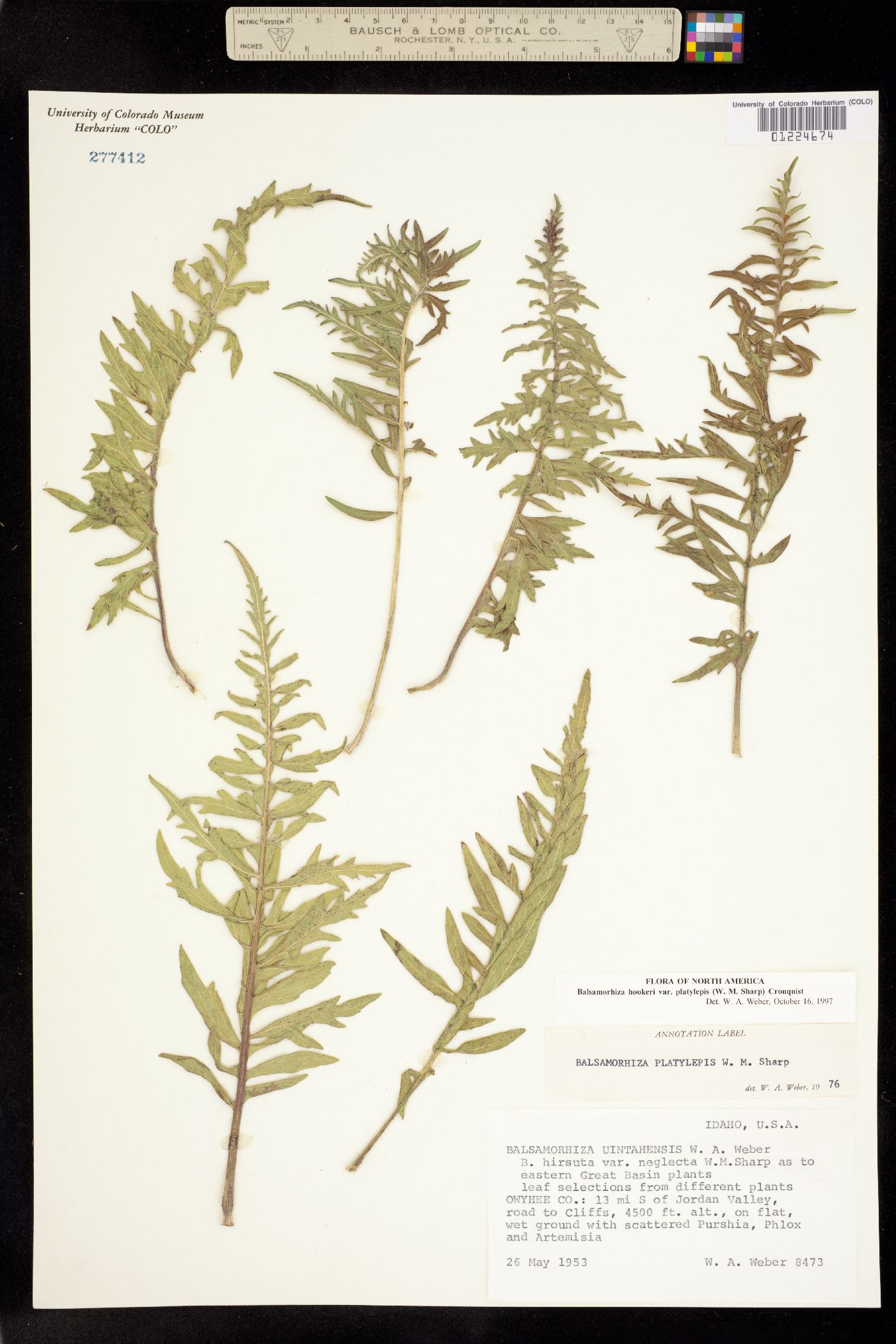 Balsamorhiza hookeri image