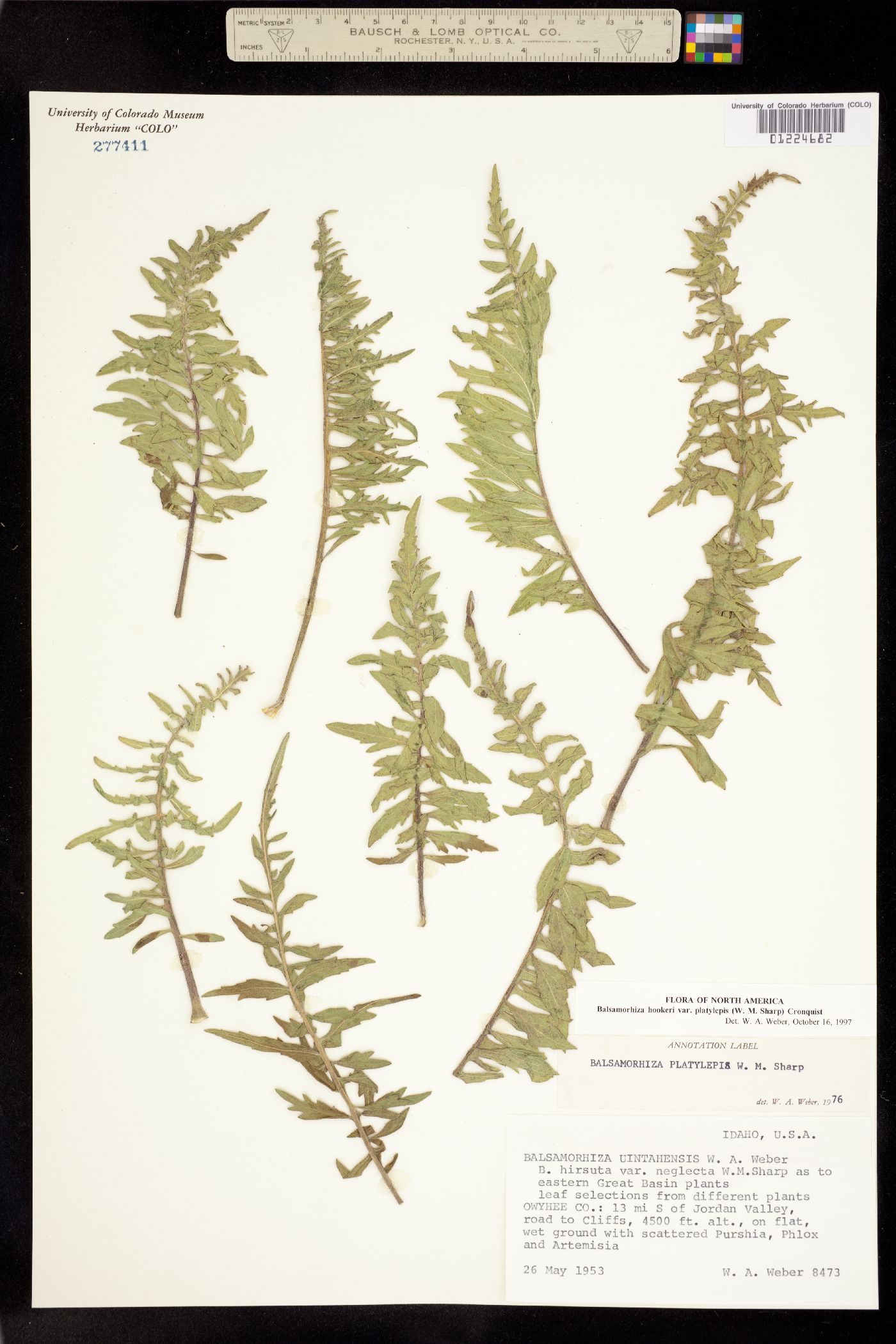 Balsamorhiza hookeri image