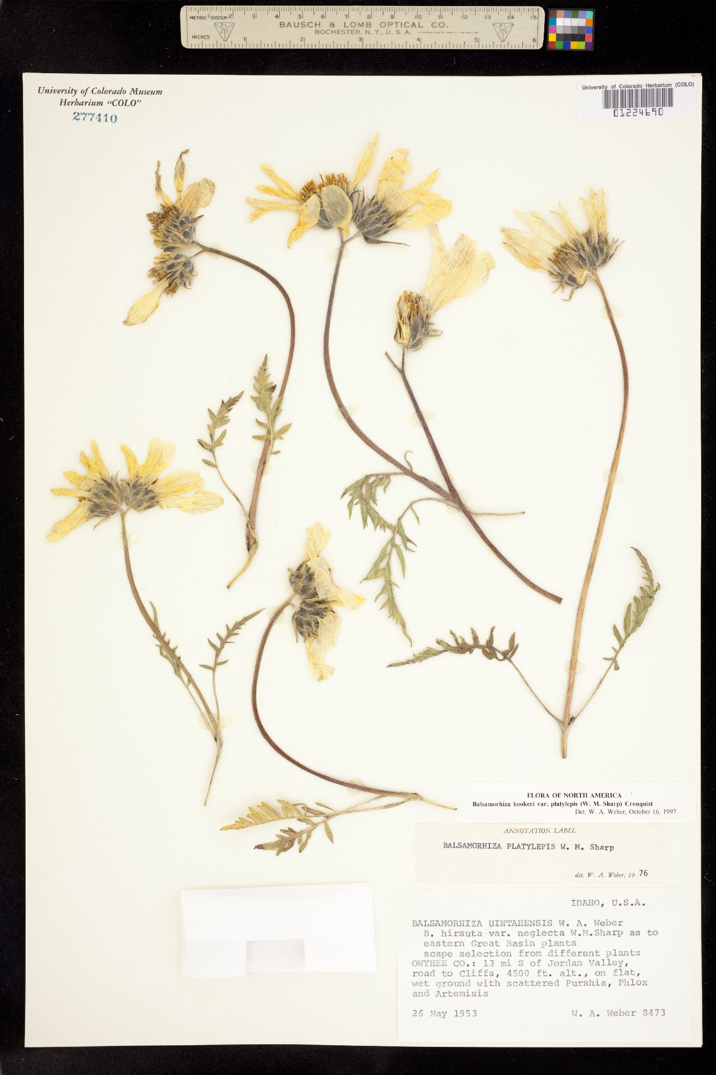 Balsamorhiza hookeri image