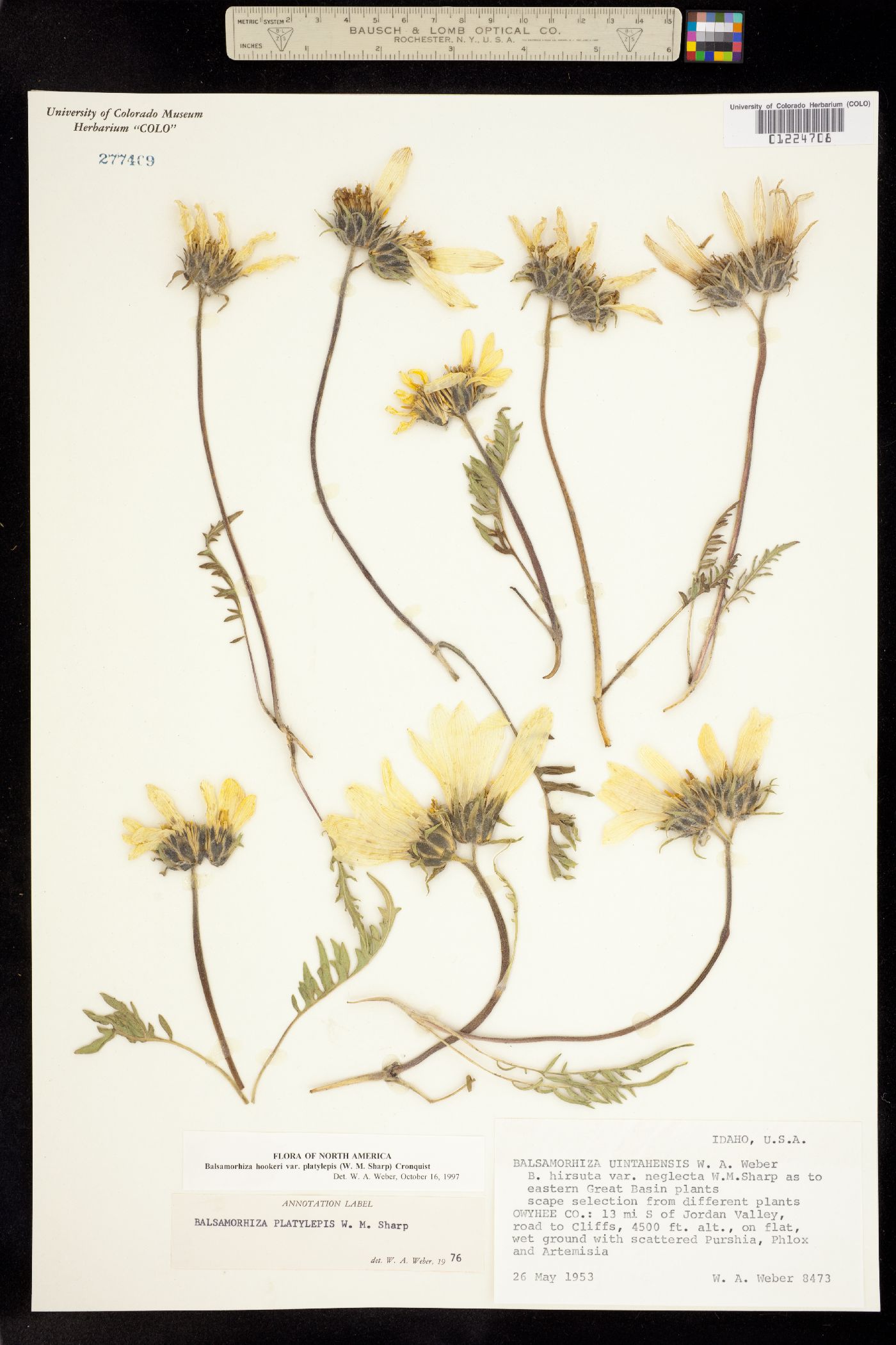 Balsamorhiza hookeri image