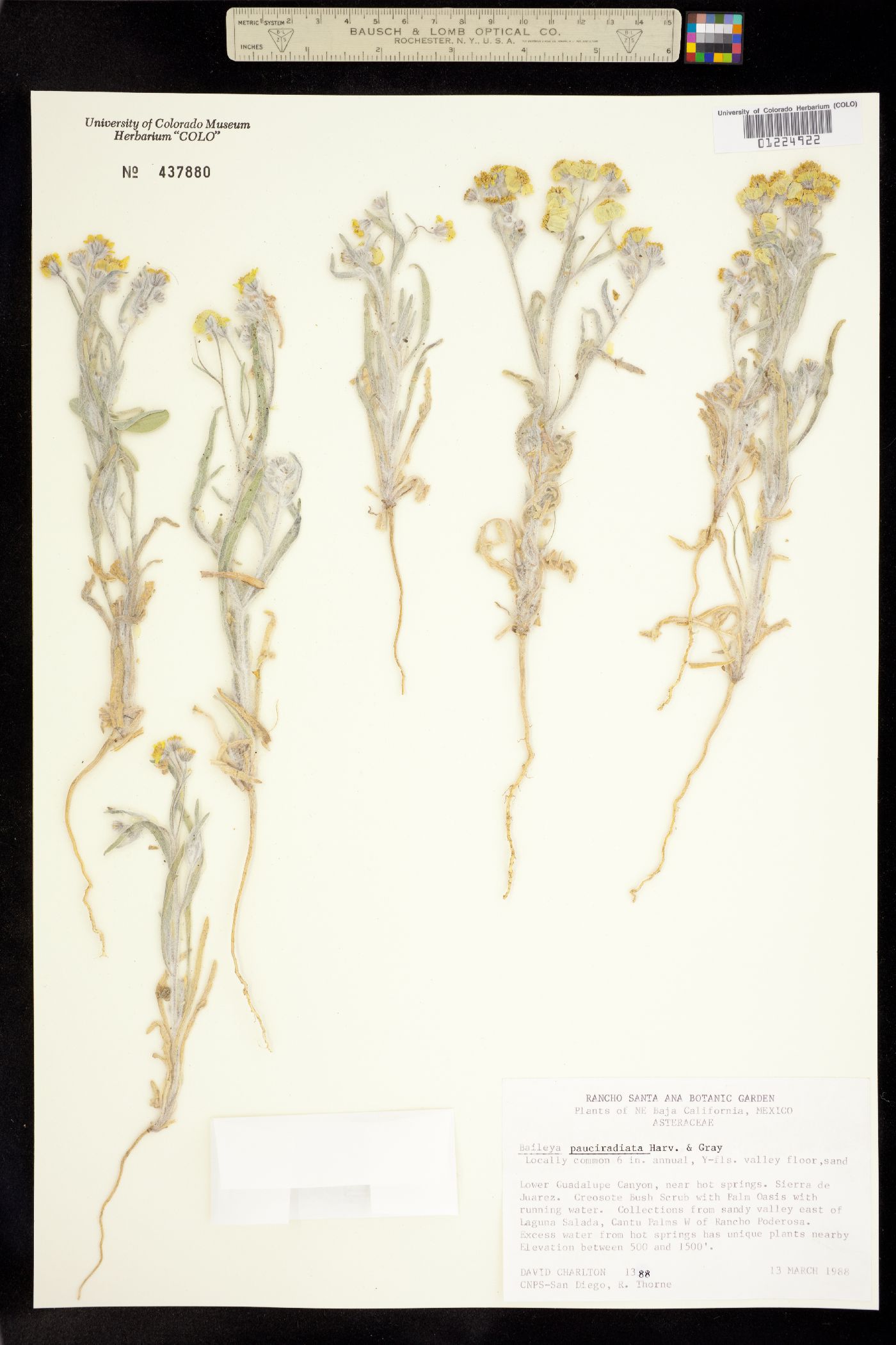 Baileya pauciradiata image