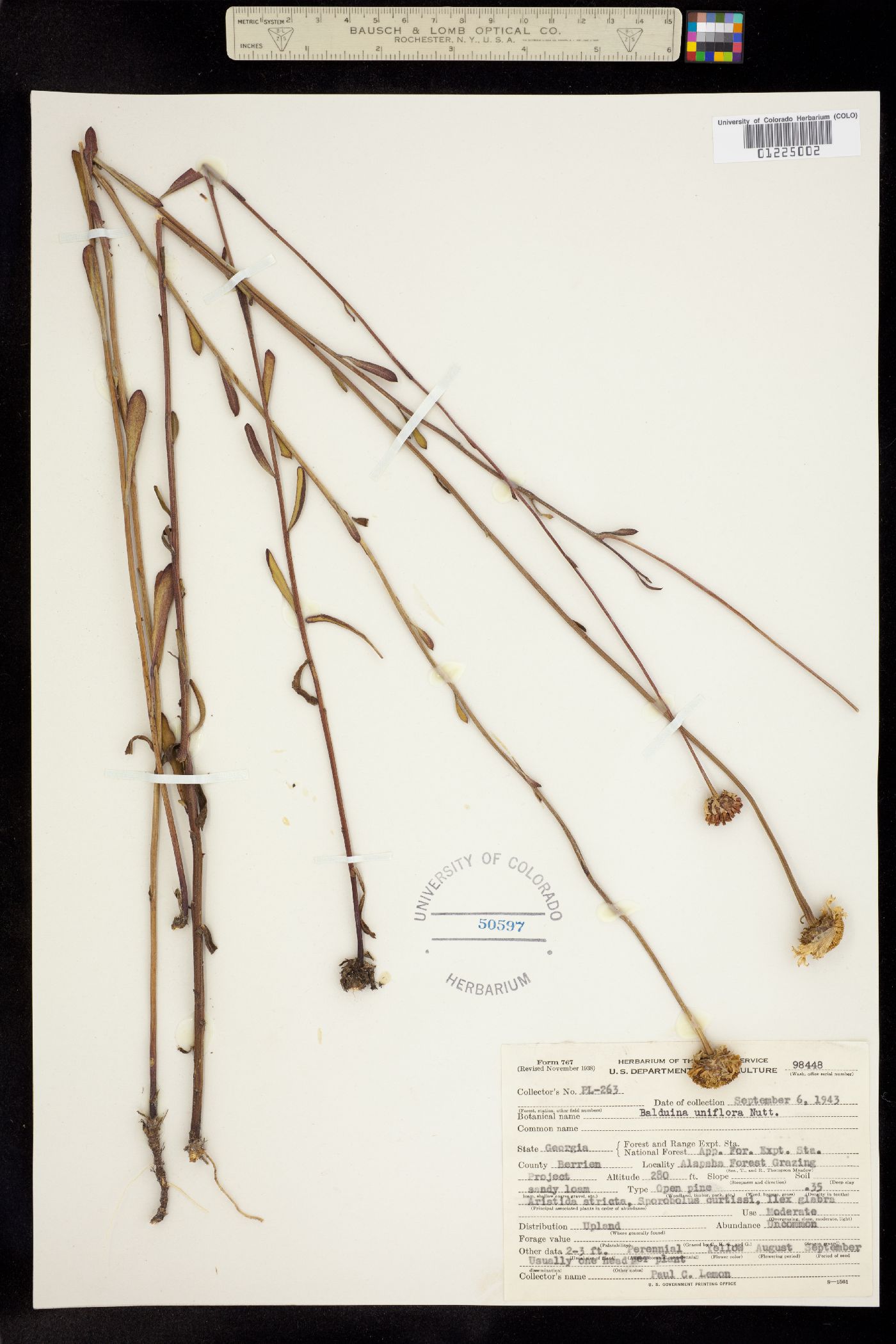 Balduina image