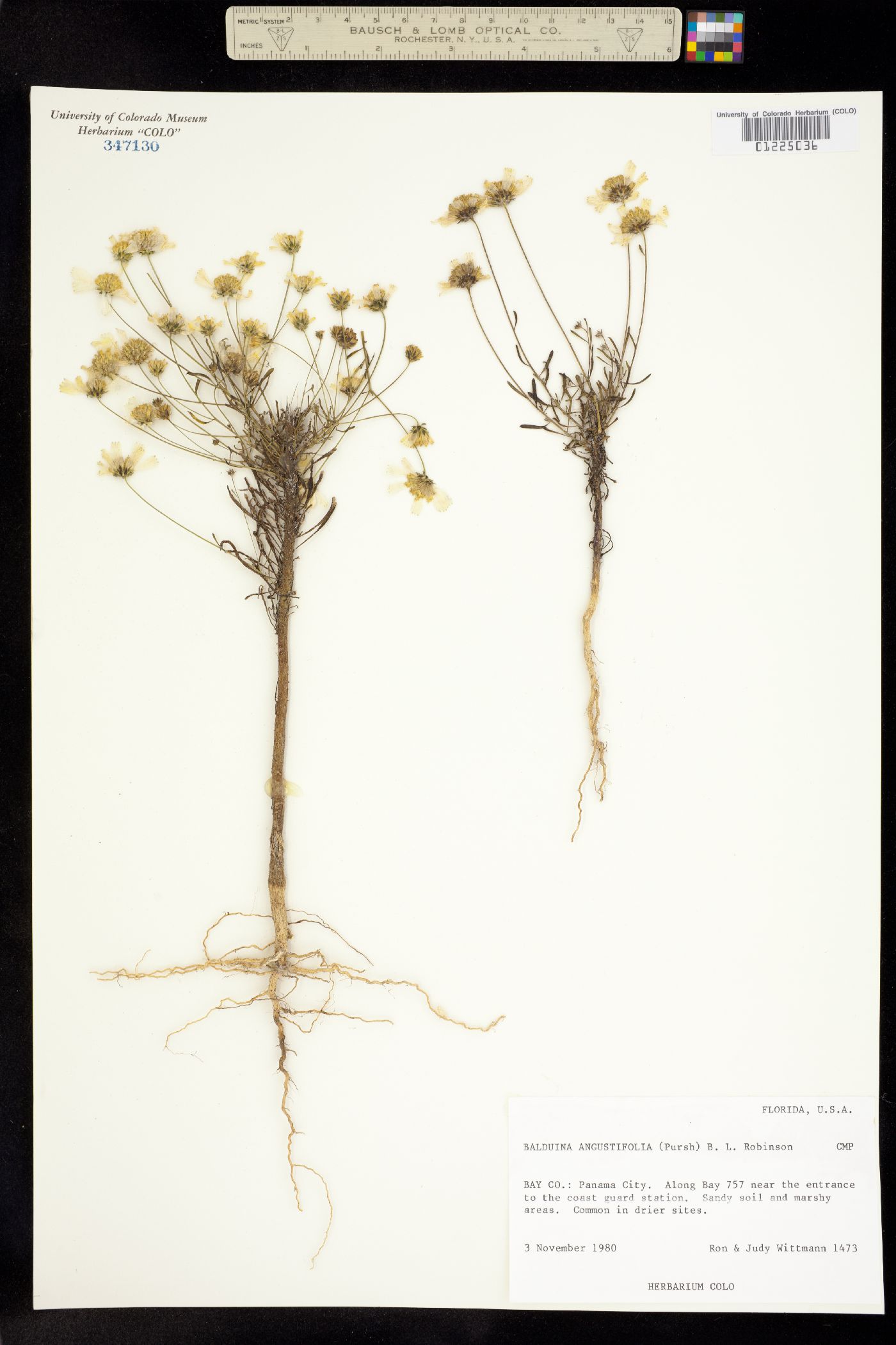 Balduina image
