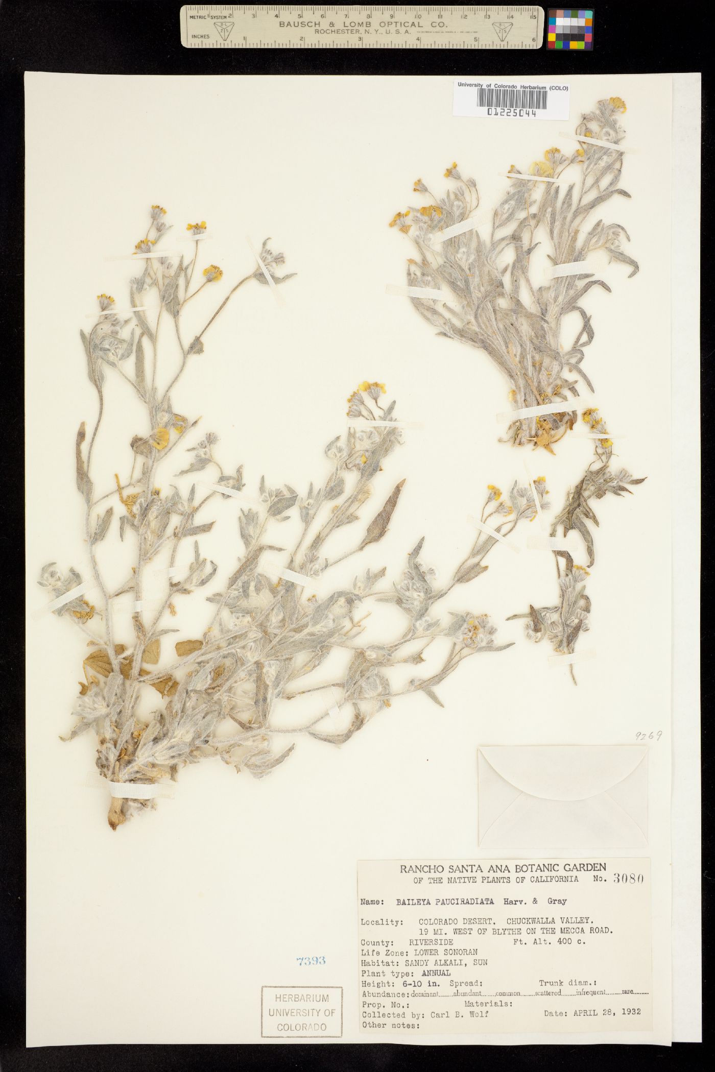 Baileya pauciradiata image