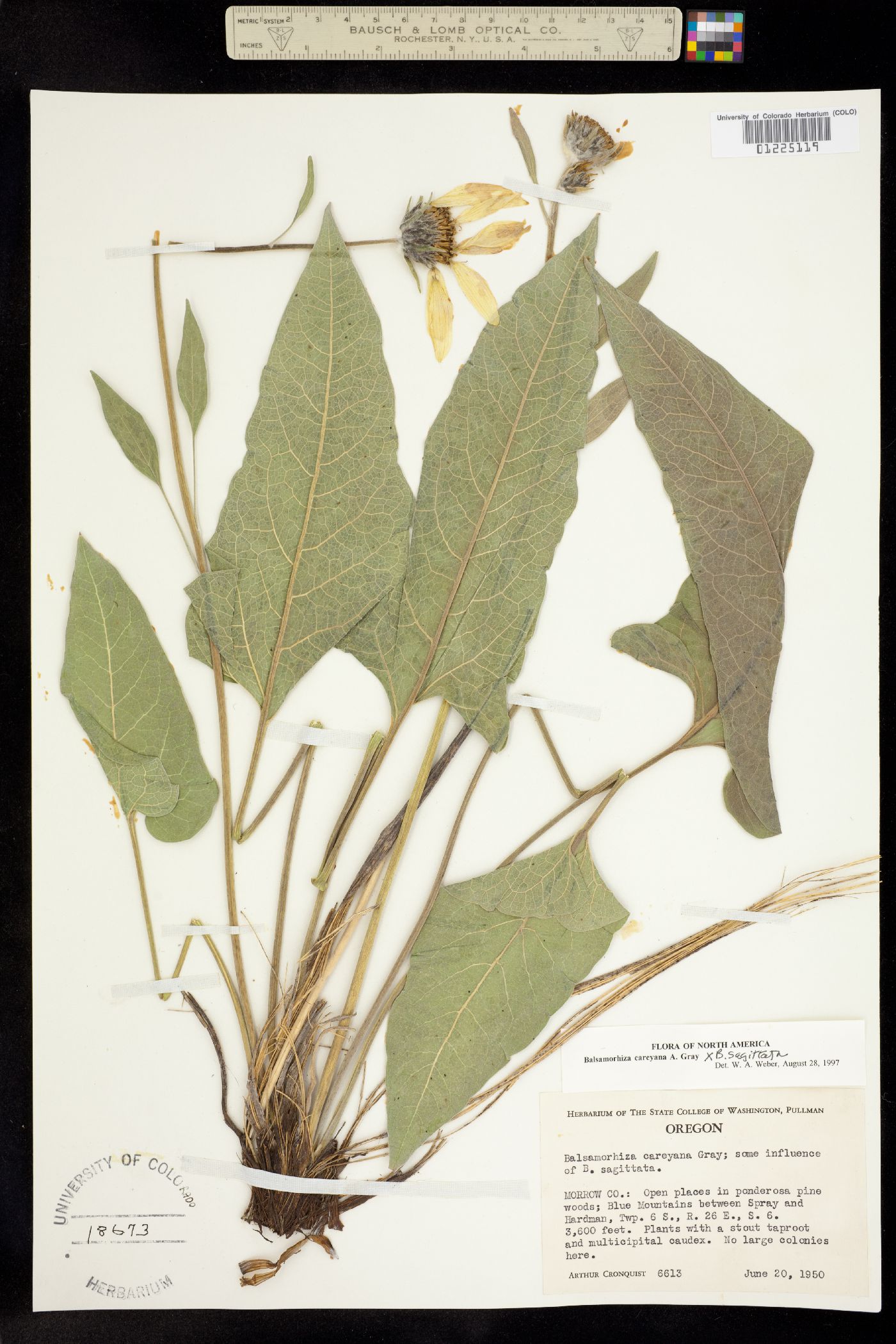 Balsamorhiza careyana image