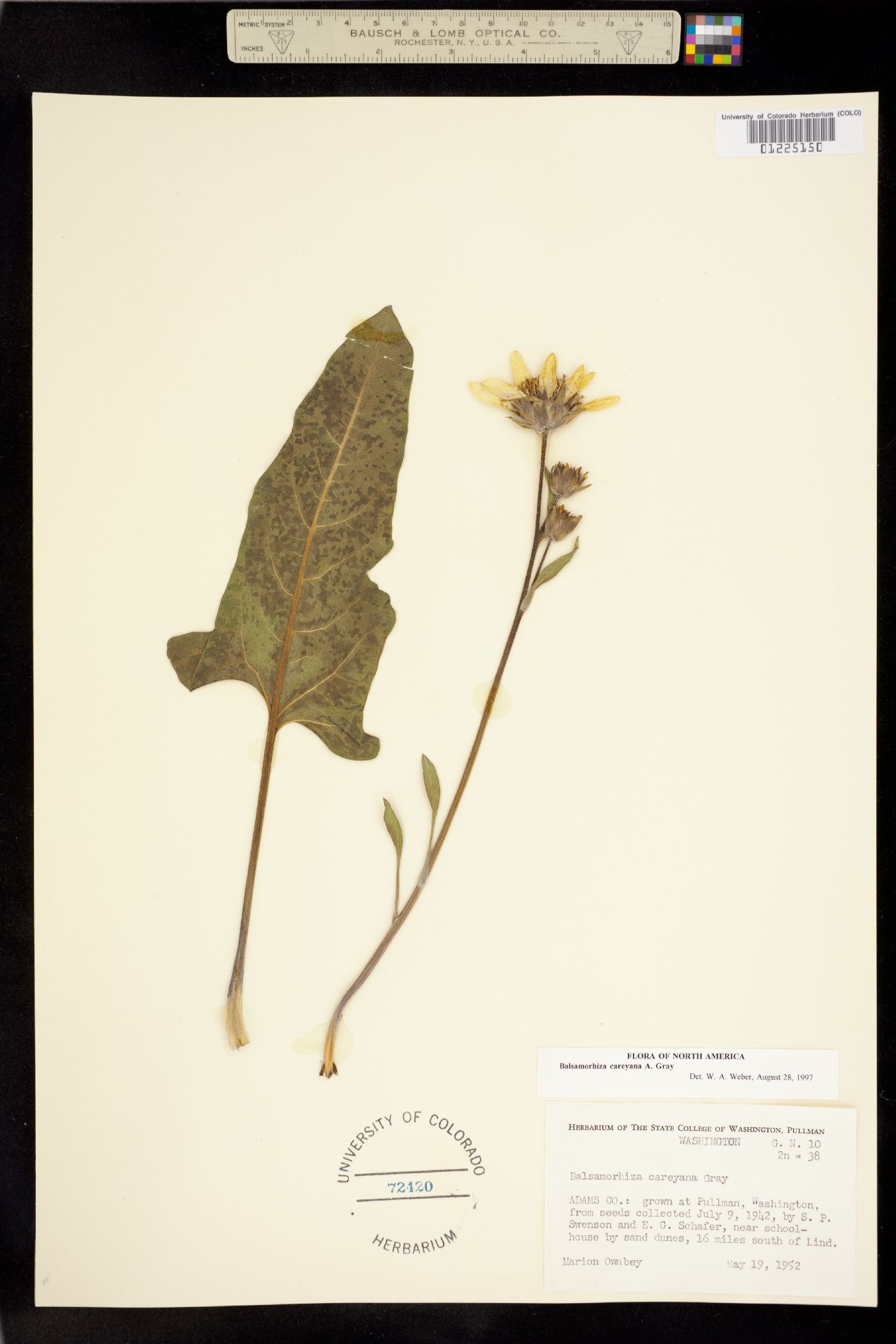 Balsamorhiza careyana image