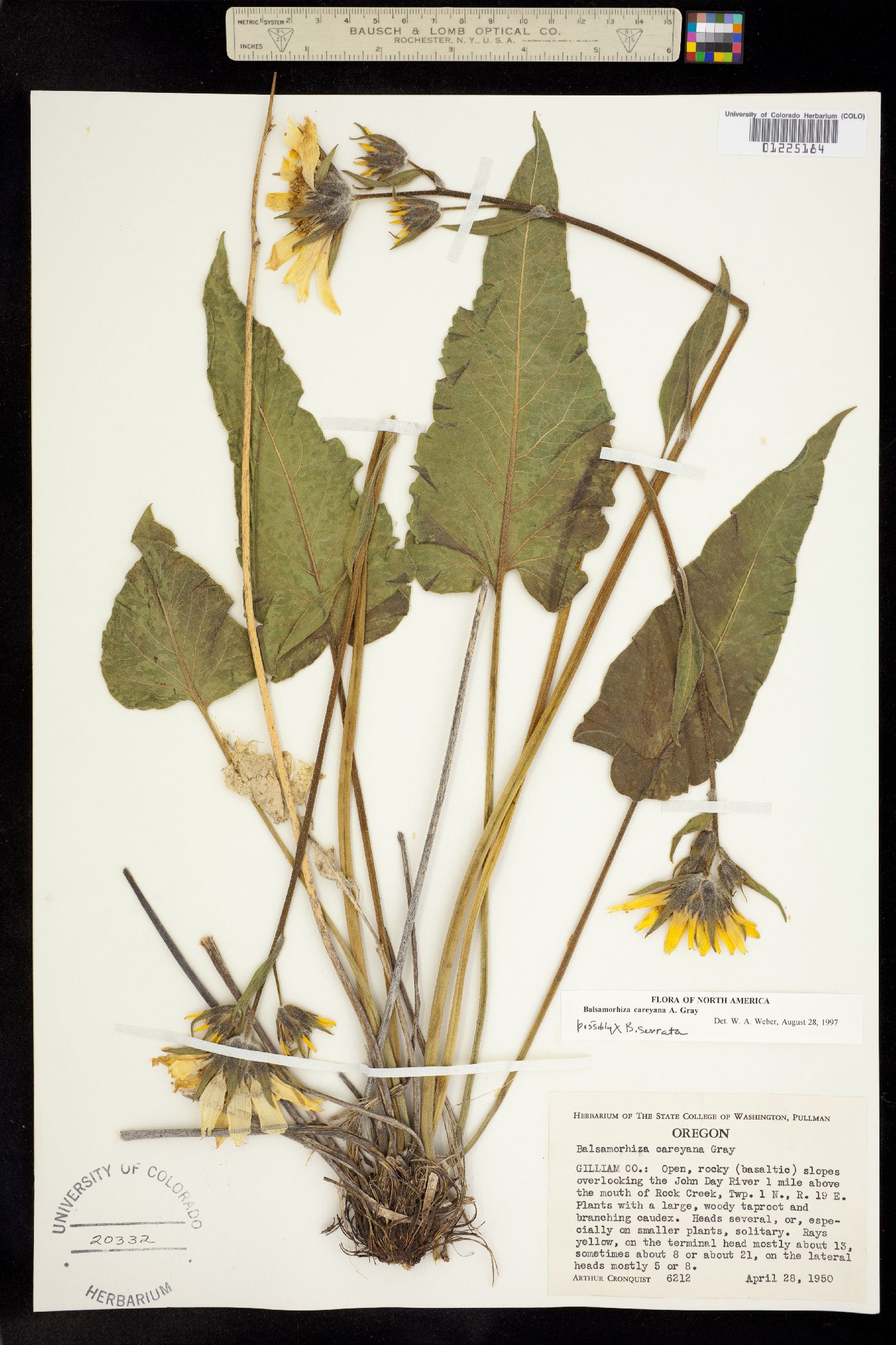 Balsamorhiza careyana image