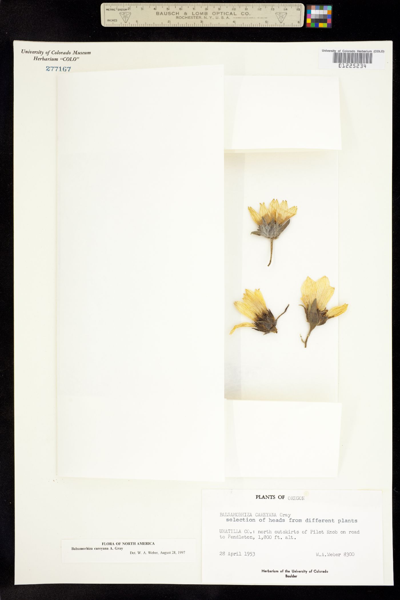 Balsamorhiza careyana image
