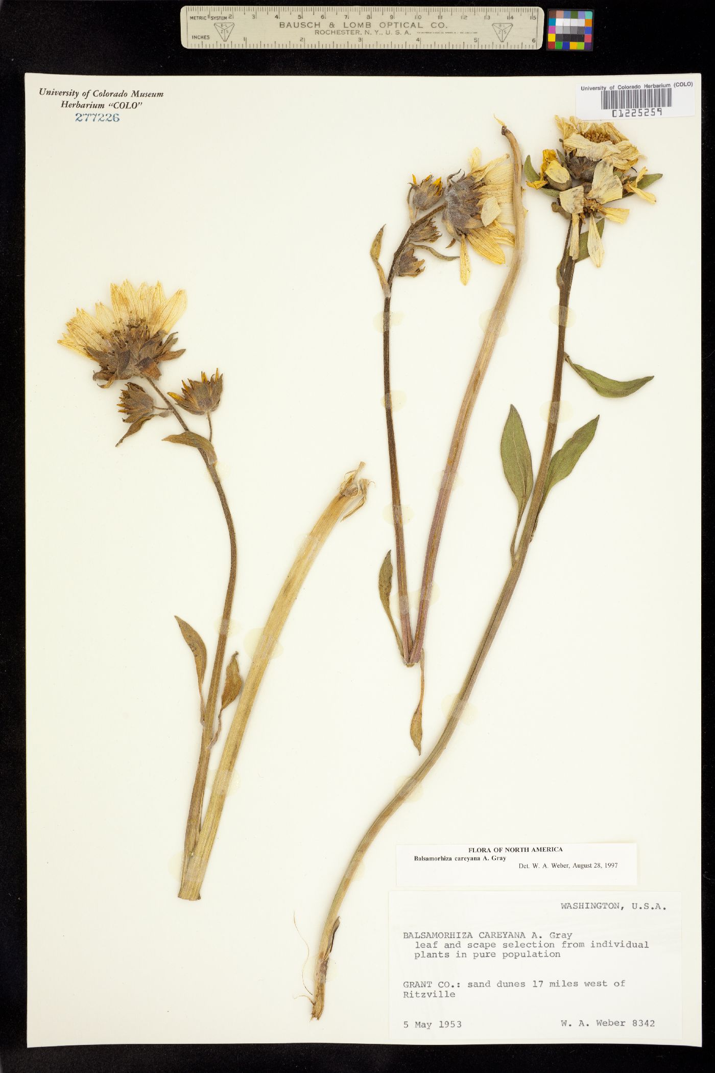 Balsamorhiza careyana image