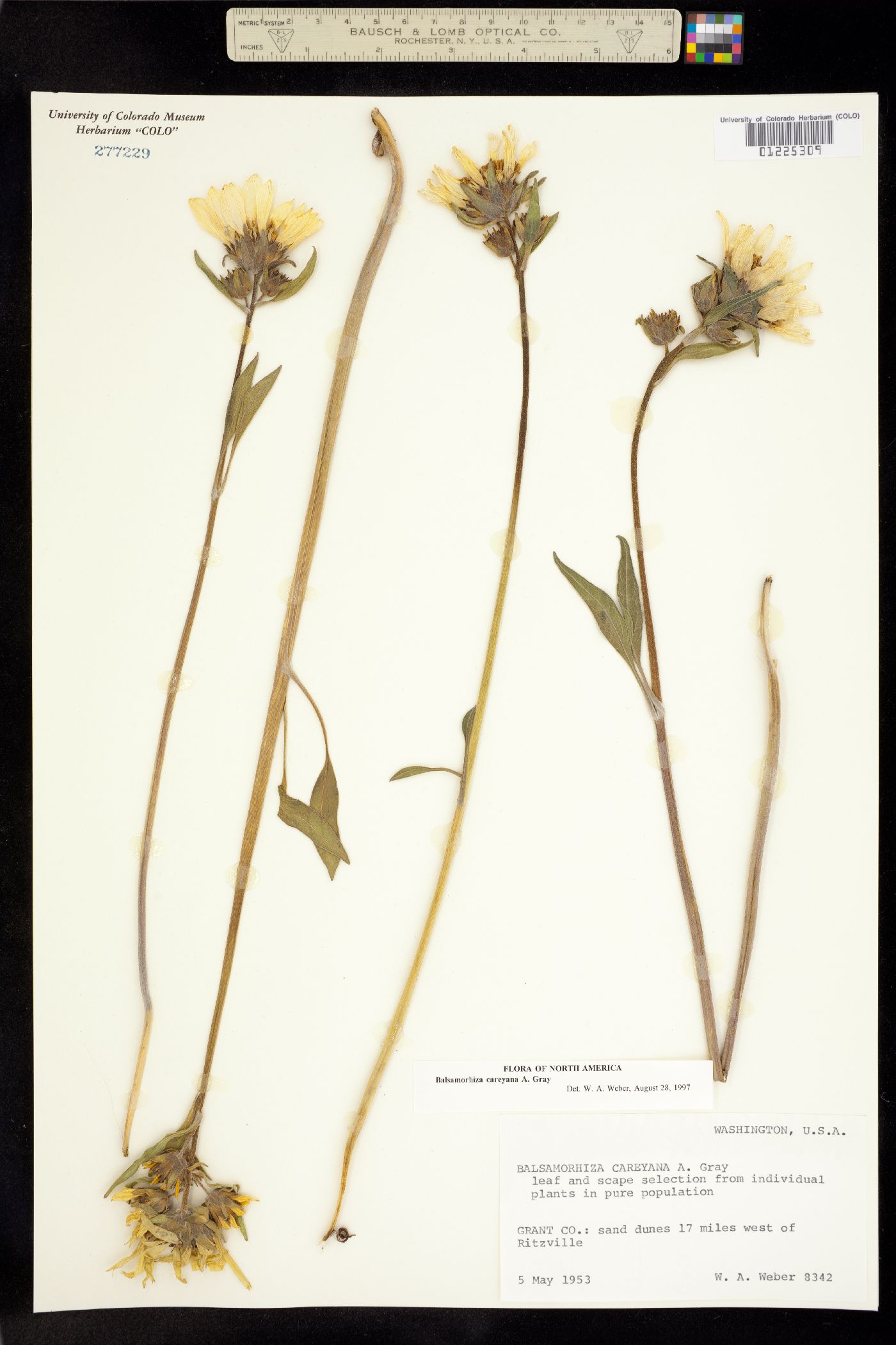 Balsamorhiza careyana image