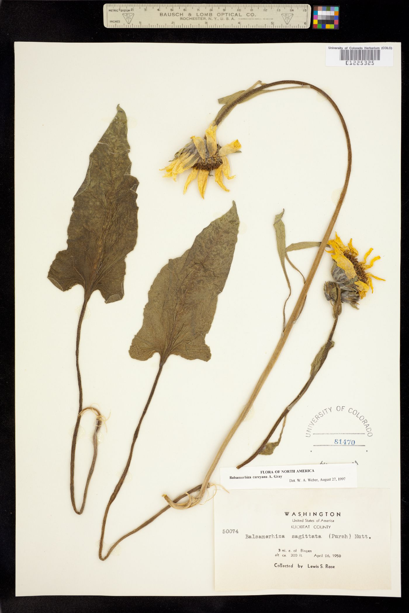 Balsamorhiza image