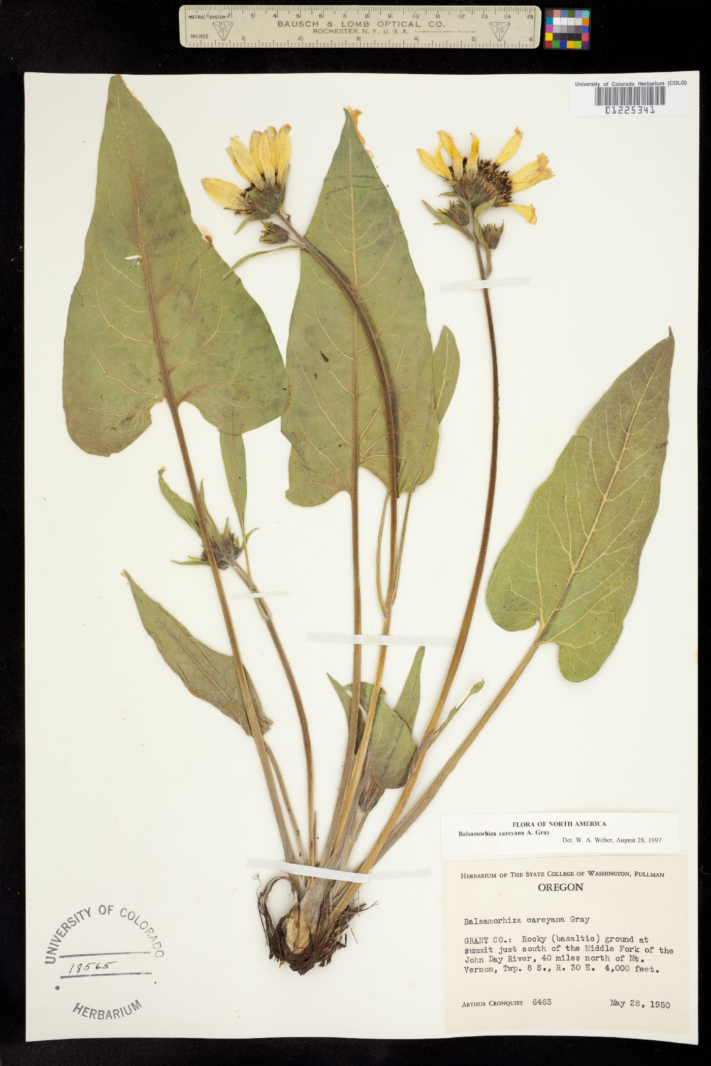 Balsamorhiza careyana image