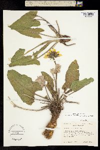 Balsamorhiza careyana image