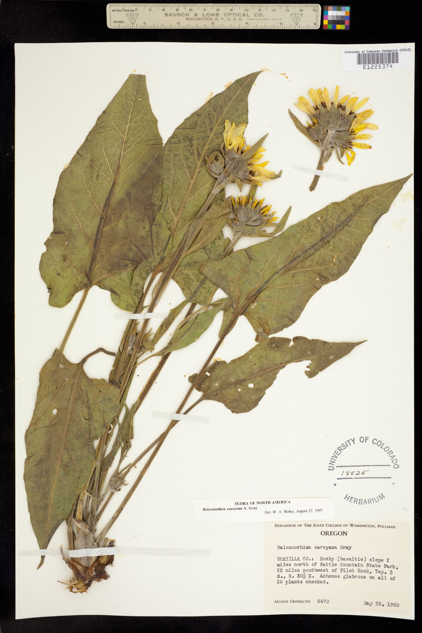 Balsamorhiza careyana image