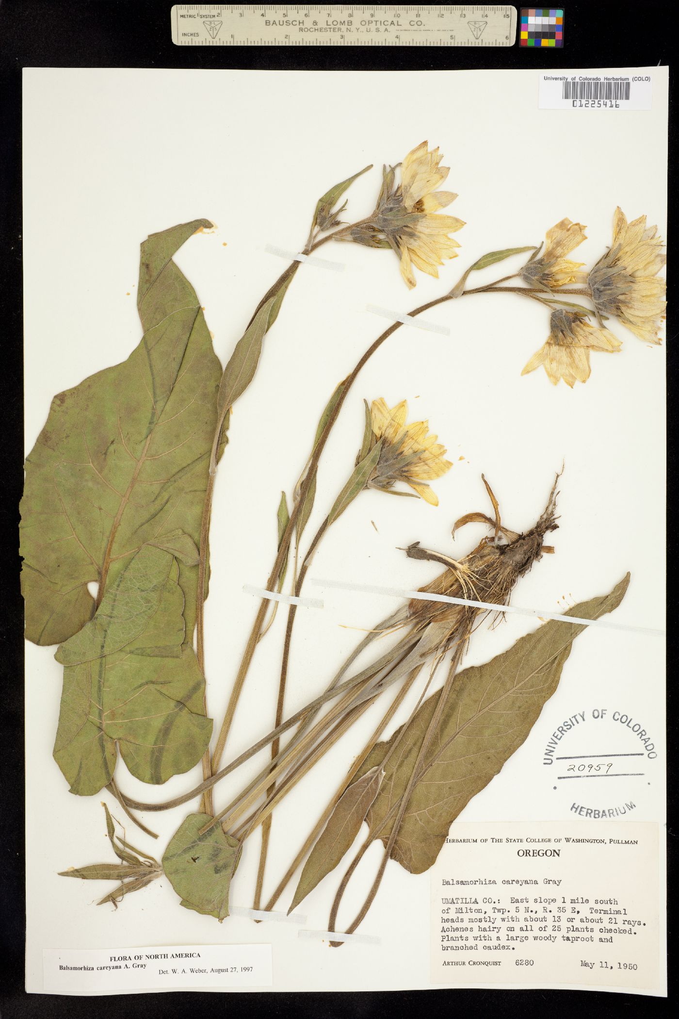 Balsamorhiza careyana image