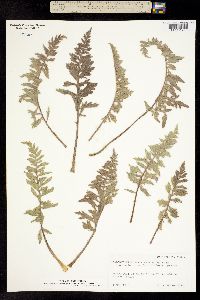 Balsamorhiza hookeri var. platylepis image