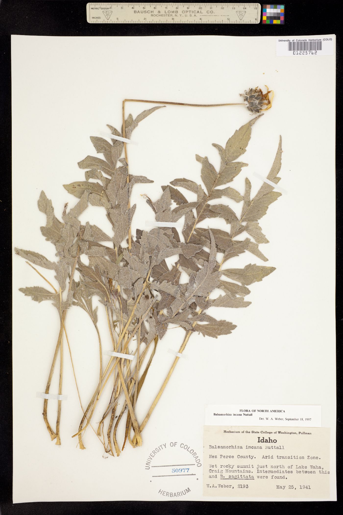 Balsamorhiza incana image