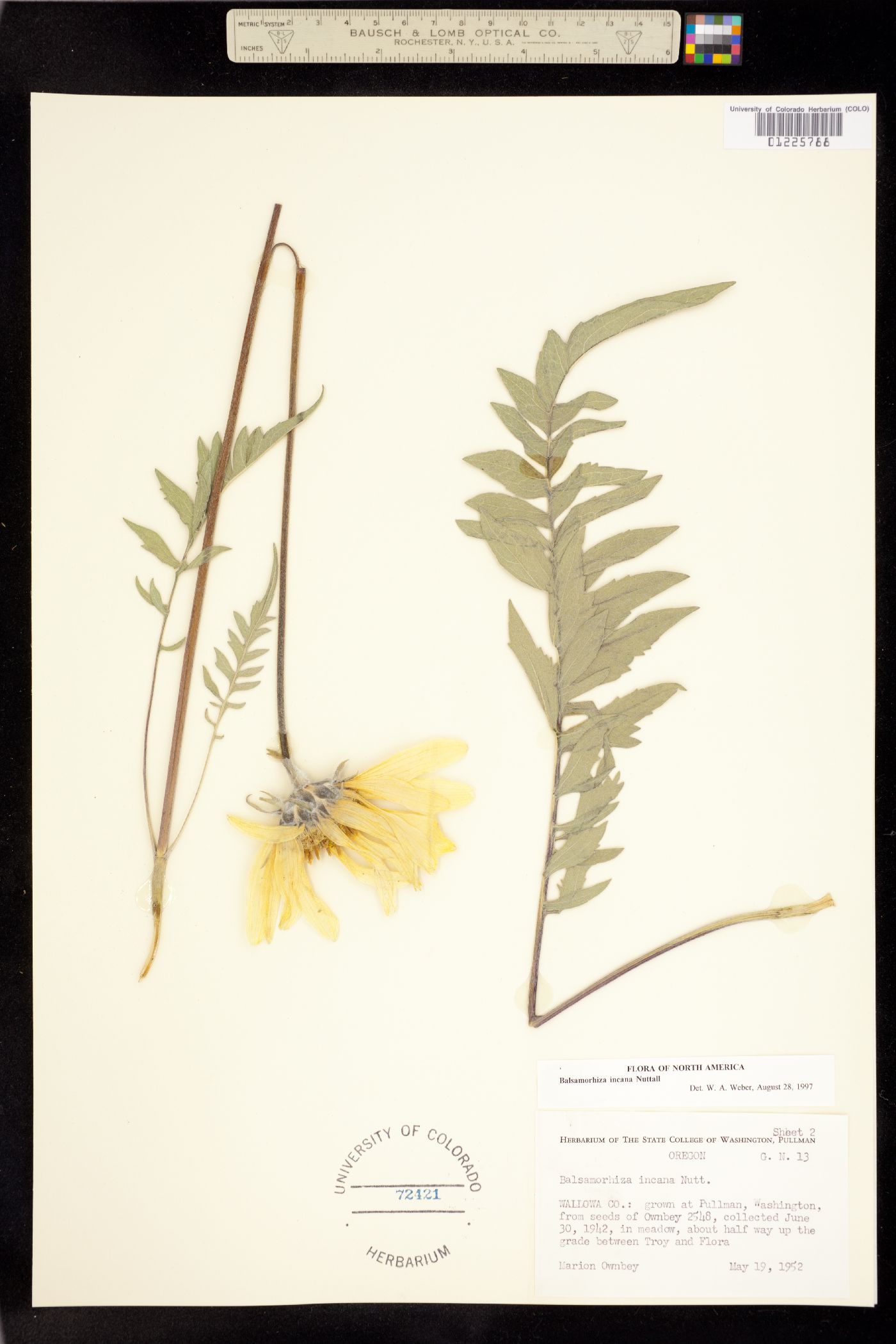 Balsamorhiza incana image