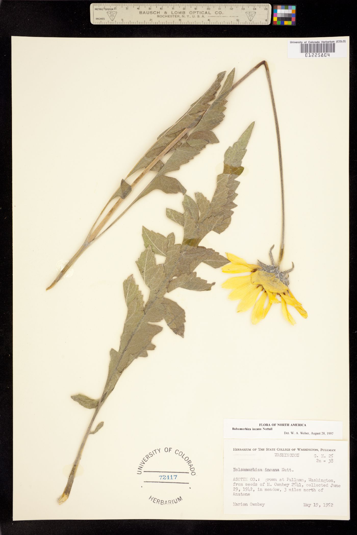 Balsamorhiza incana image
