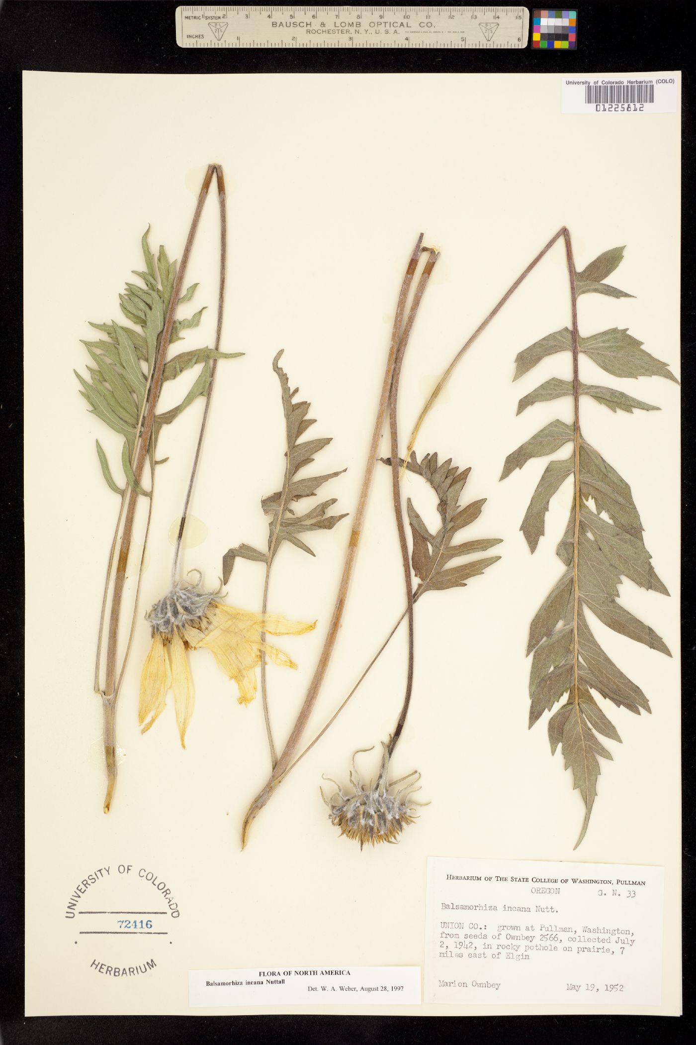Balsamorhiza incana image