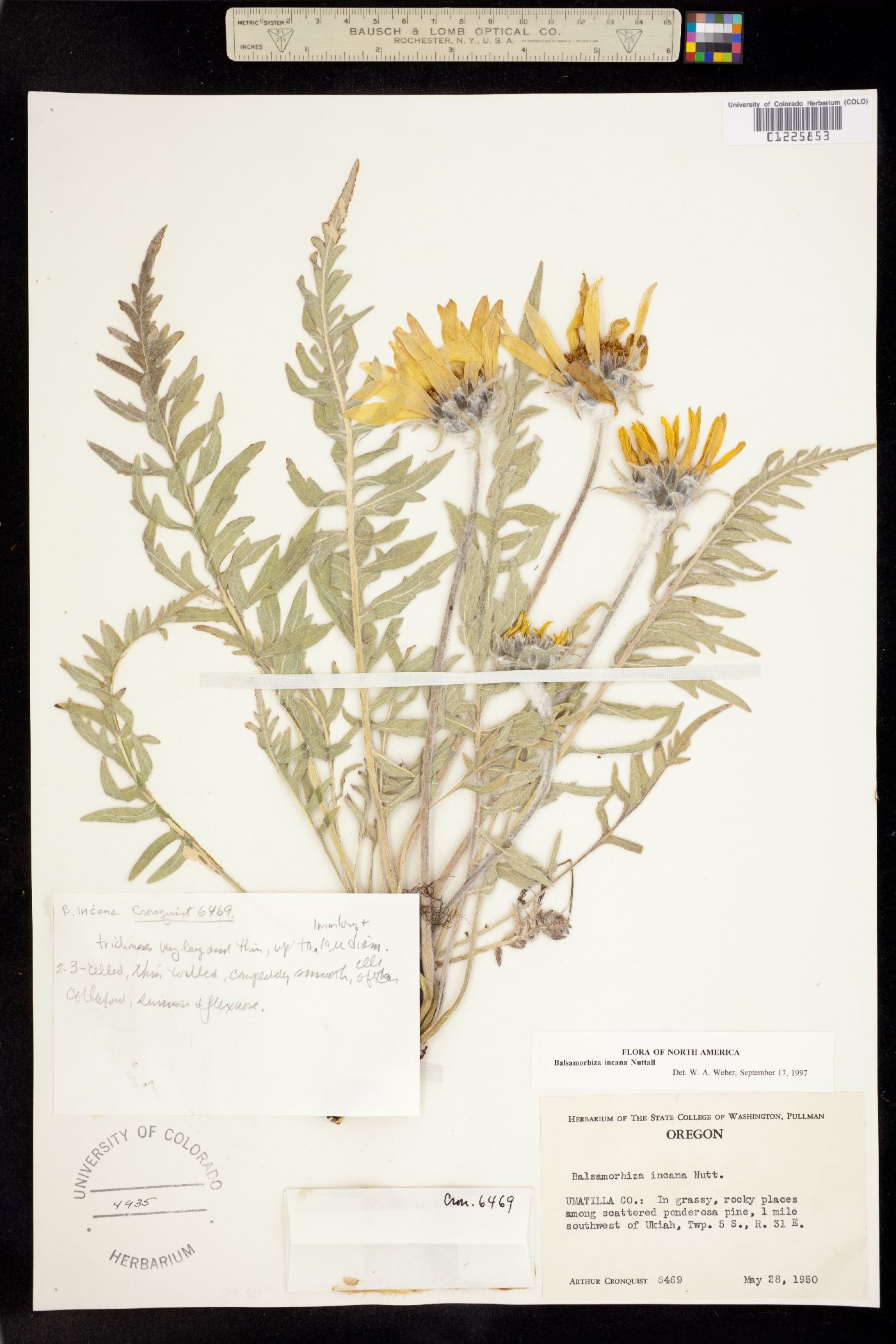 Balsamorhiza incana image