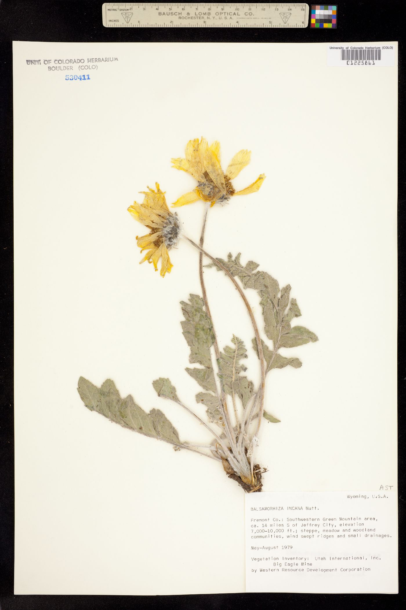 Balsamorhiza incana image
