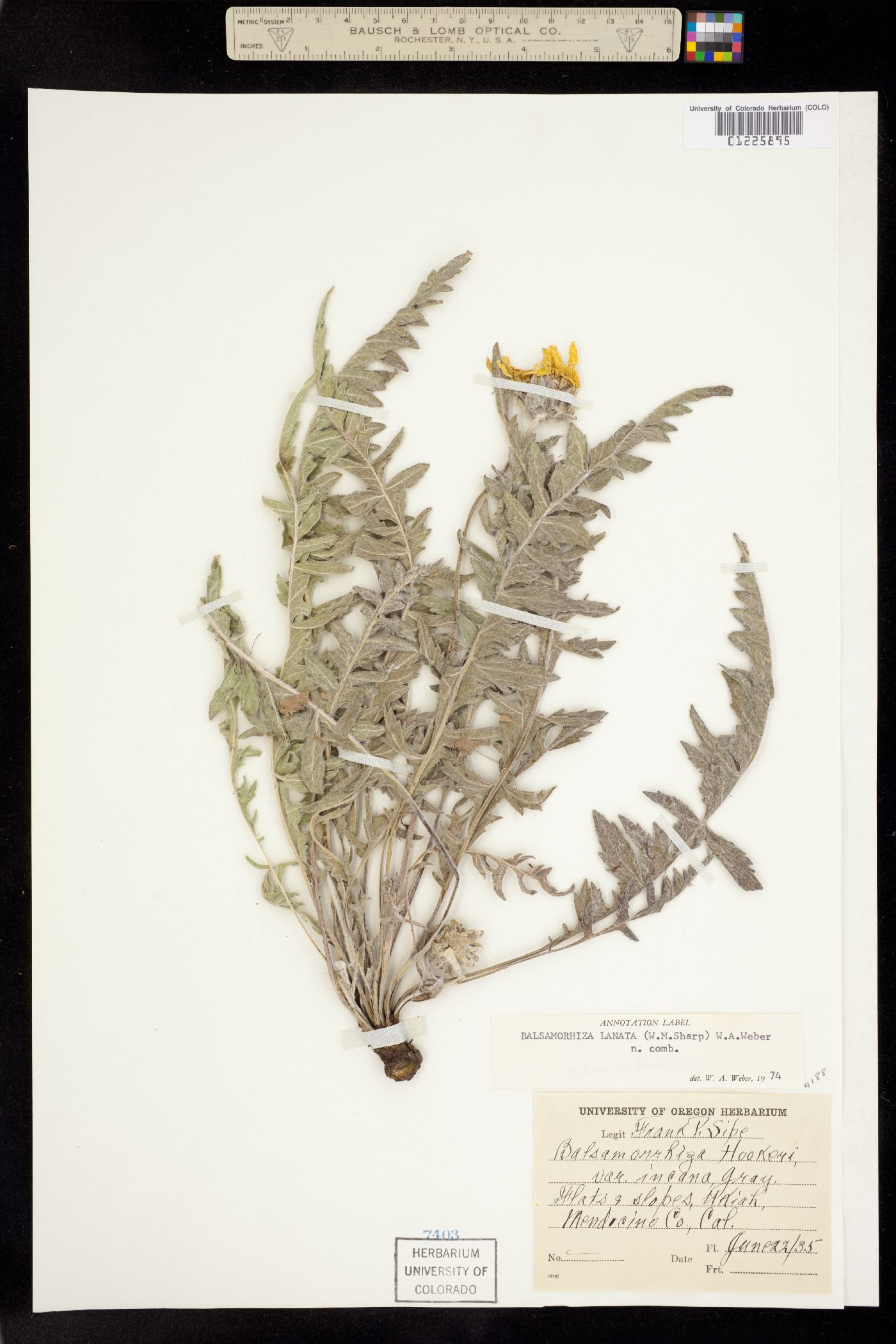 Balsamorhiza lanata image