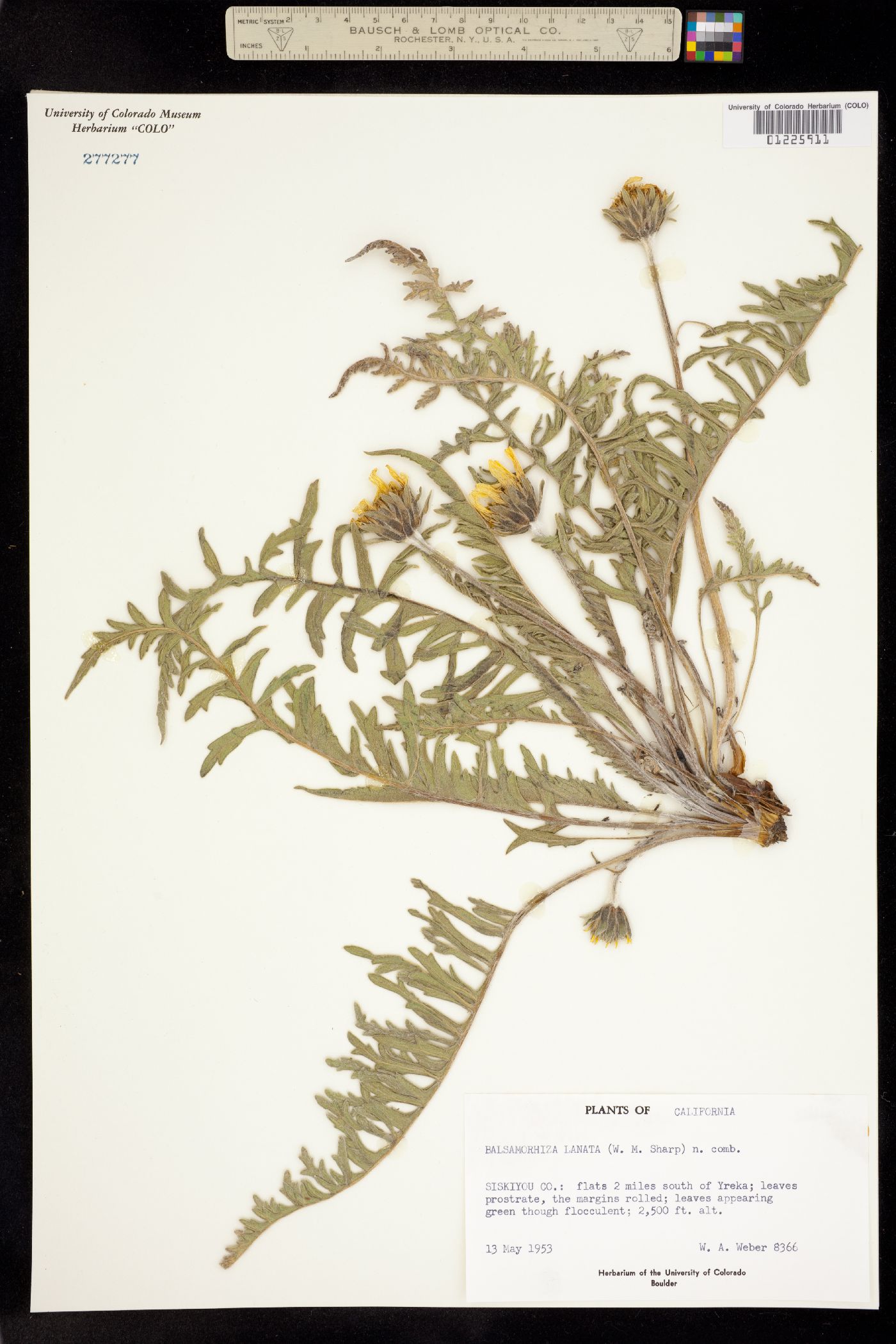 Balsamorhiza lanata image