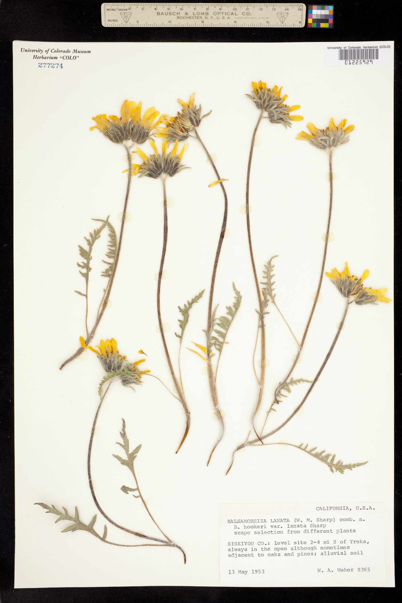 Balsamorhiza lanata image