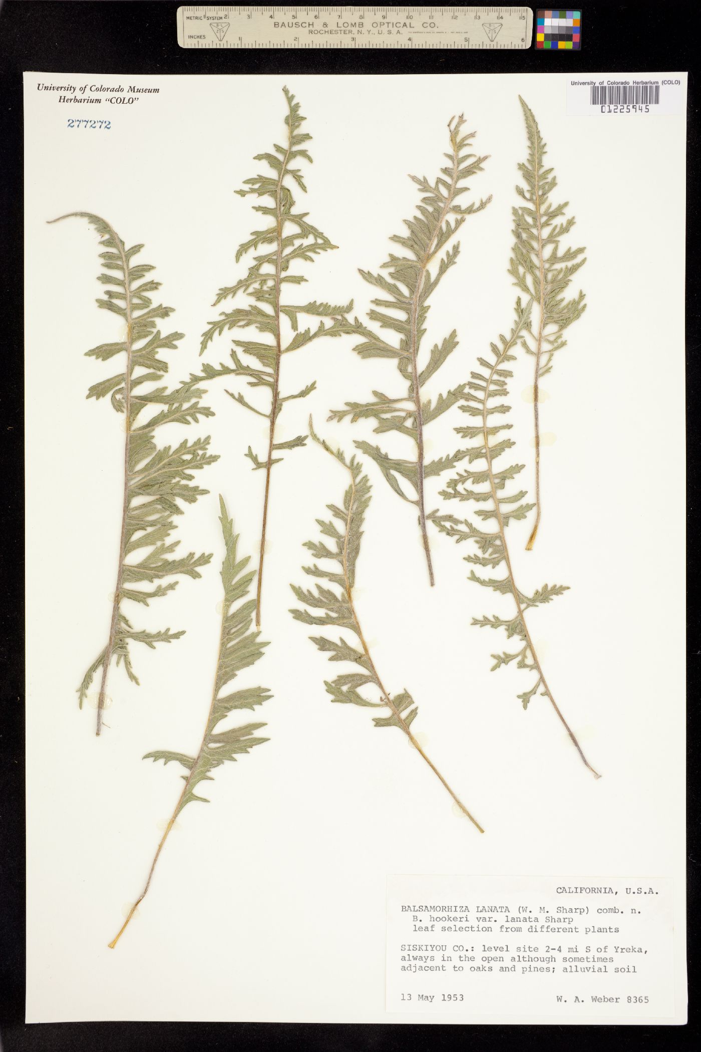 Balsamorhiza lanata image