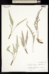 Balsamorhiza lanata image