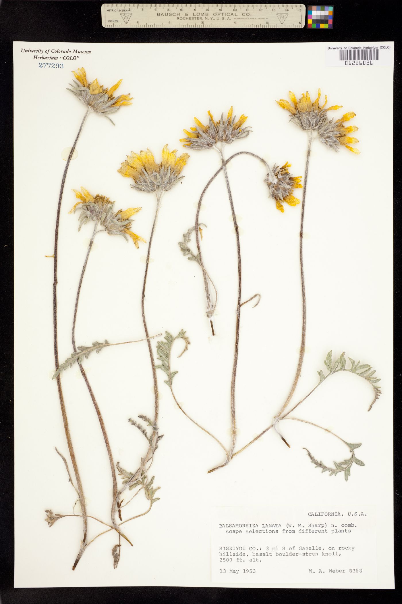 Balsamorhiza lanata image