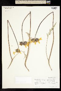 Balsamorhiza lanata image