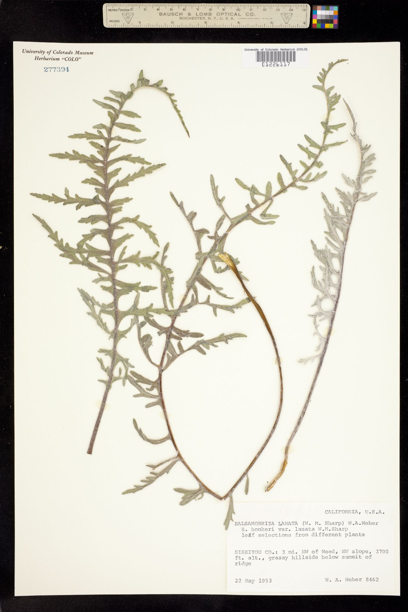 Balsamorhiza lanata image