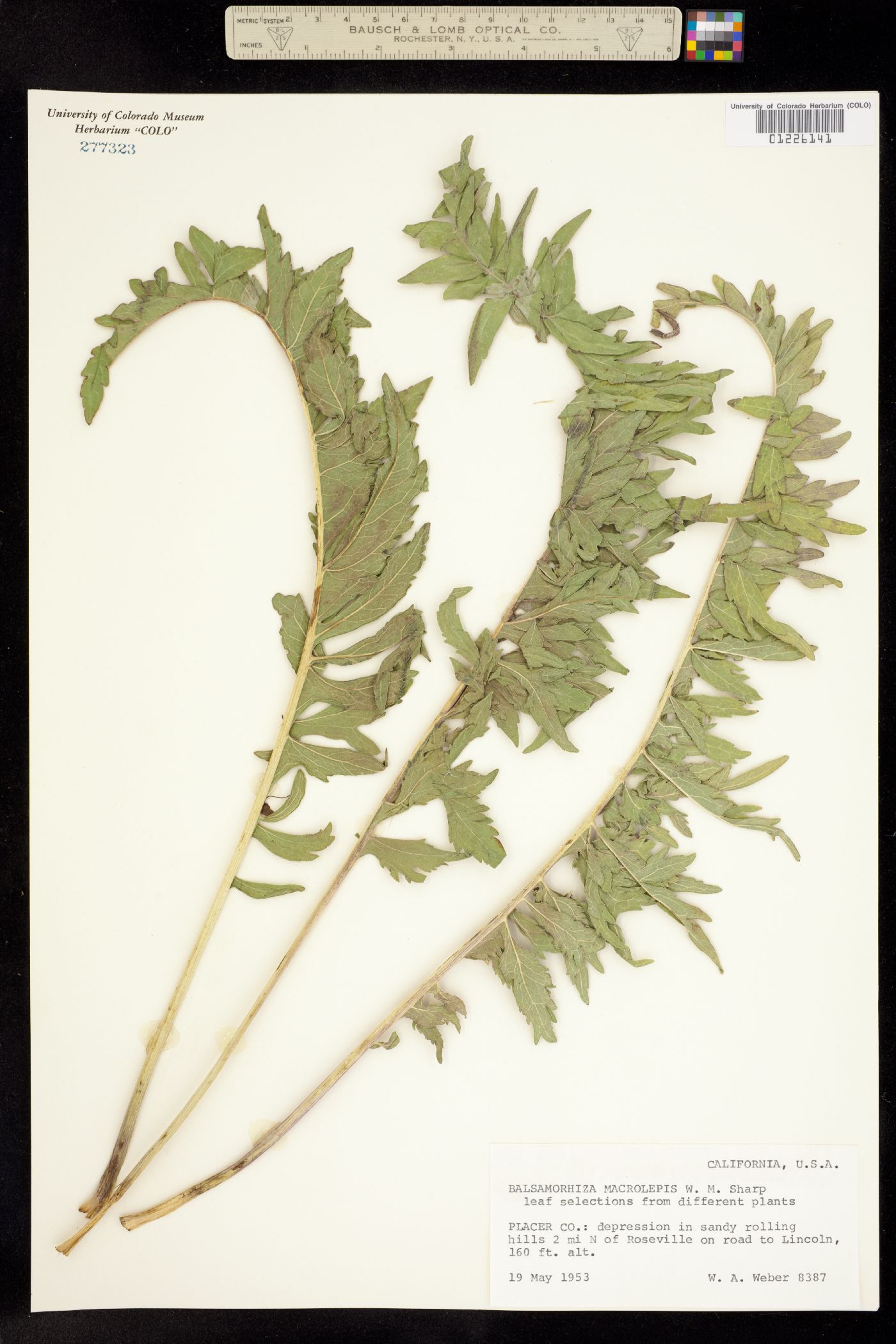 Balsamorhiza macrolepis image