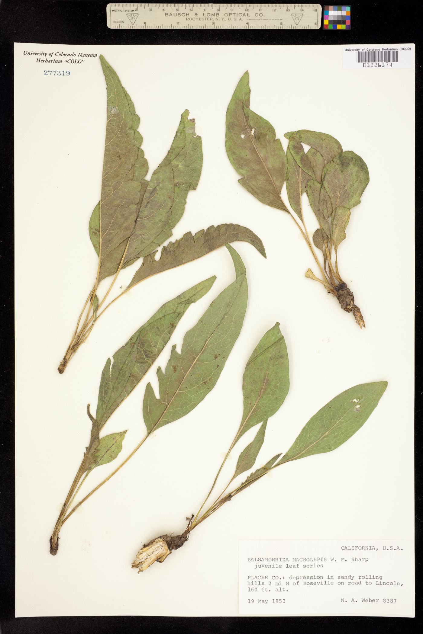 Balsamorhiza macrolepis image