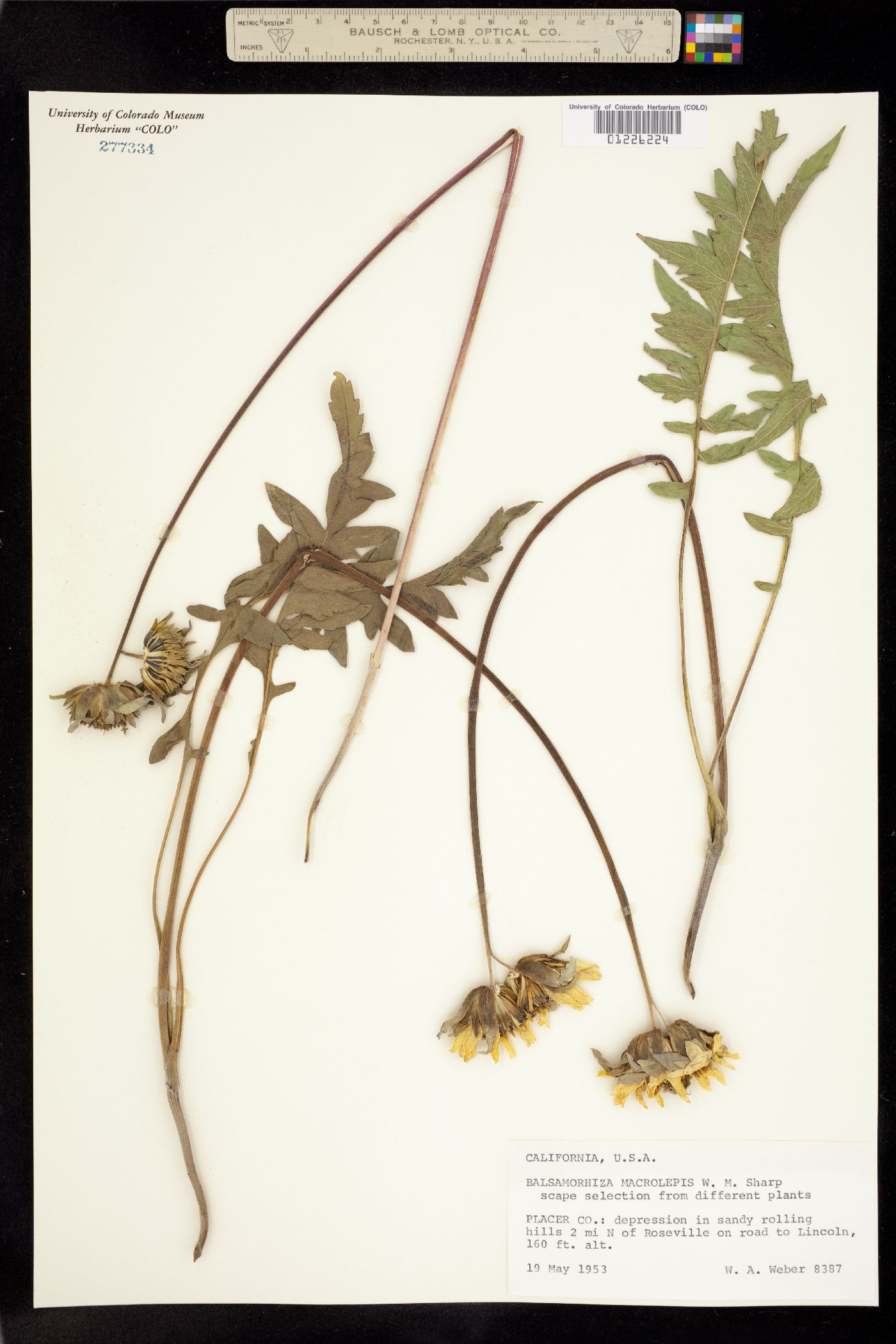 Balsamorhiza macrolepis image