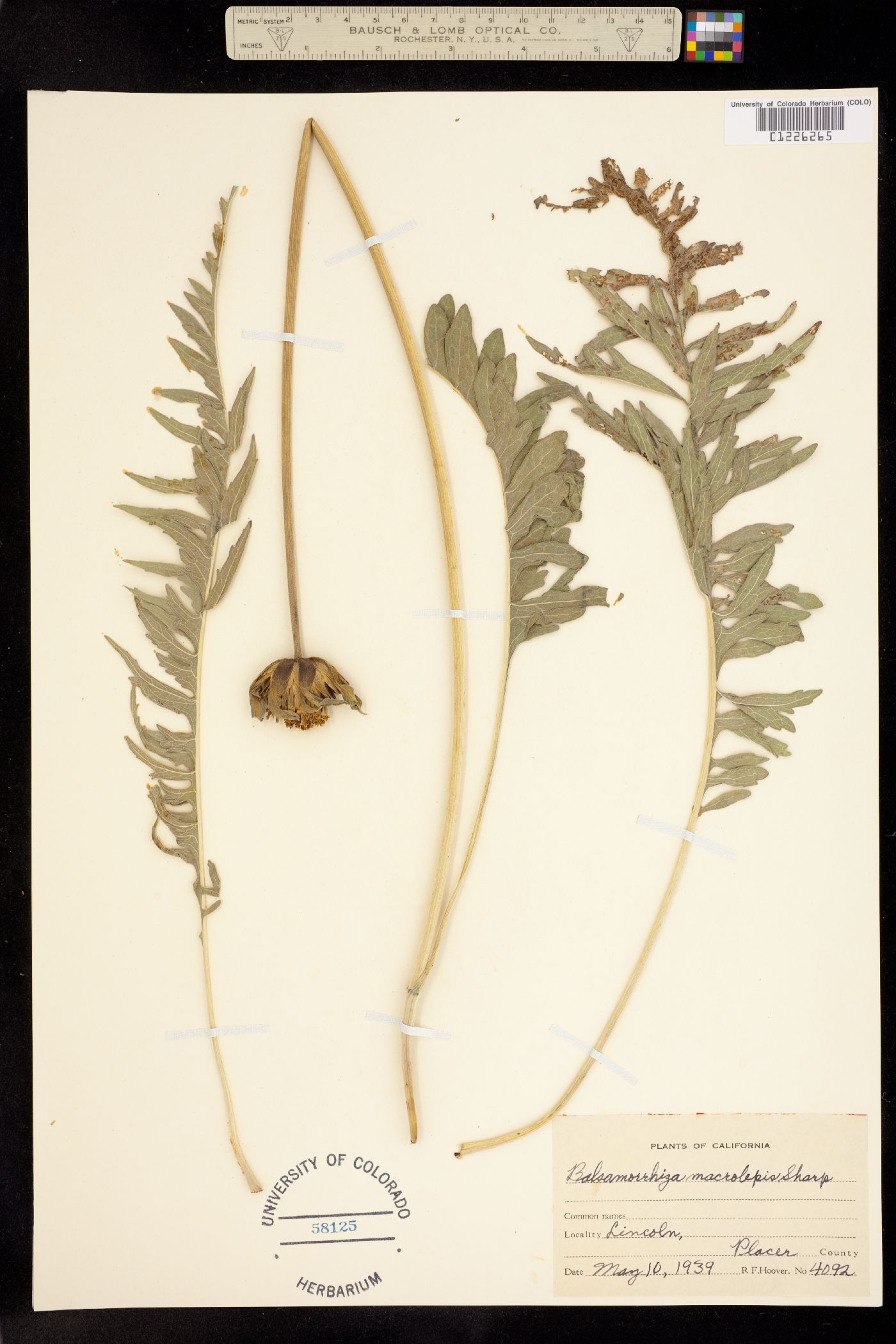 Balsamorhiza macrolepis image